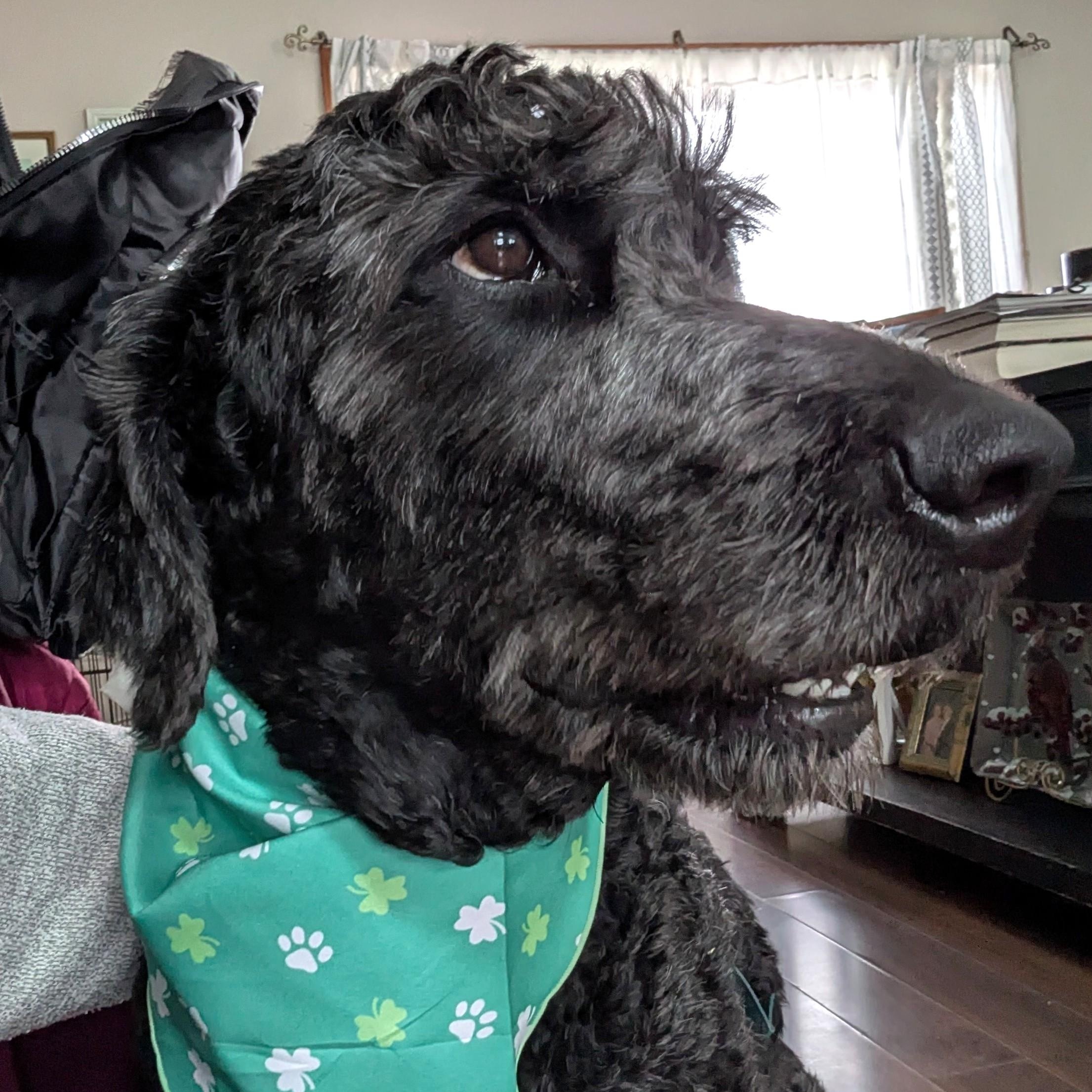 Jackson, adoptable, Adult Male Standard Poodle & Mixed Breed.