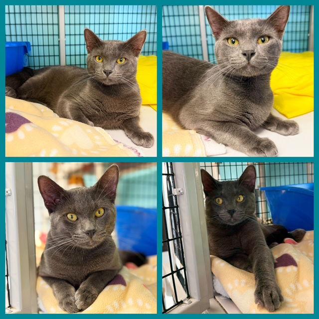 Enlarge Earl, a Adopted Domestic Short Hair in Seal Beach, CA image 1/3