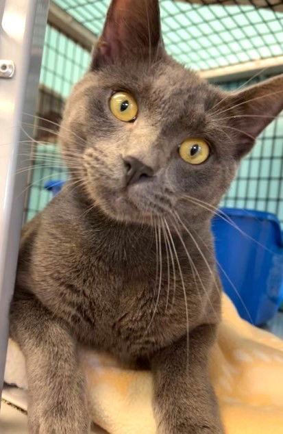 Enlarge Earl, a Adopted Domestic Short Hair in Seal Beach, CA image 2/3