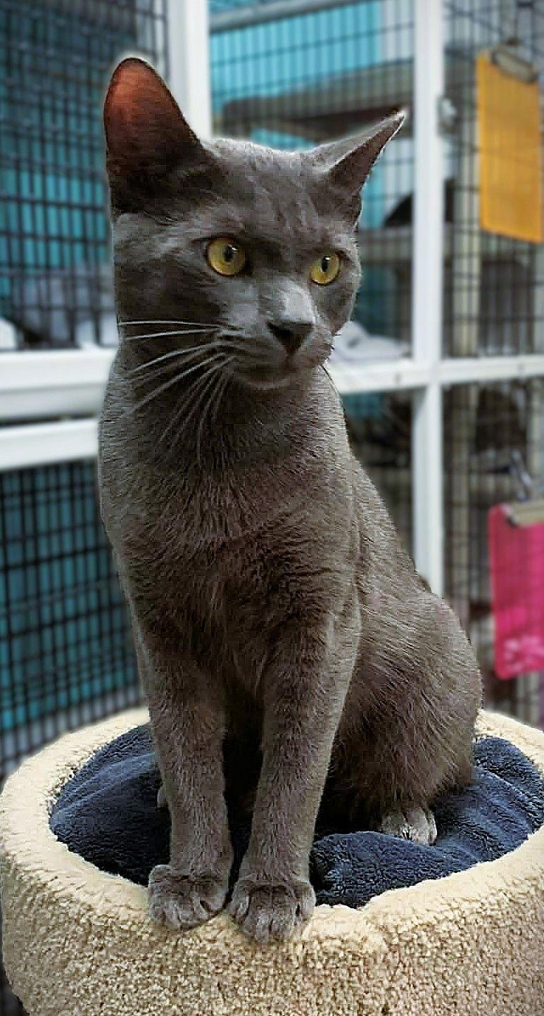 Enlarge Earl, a Adopted Domestic Short Hair in Seal Beach, CA image 3/3