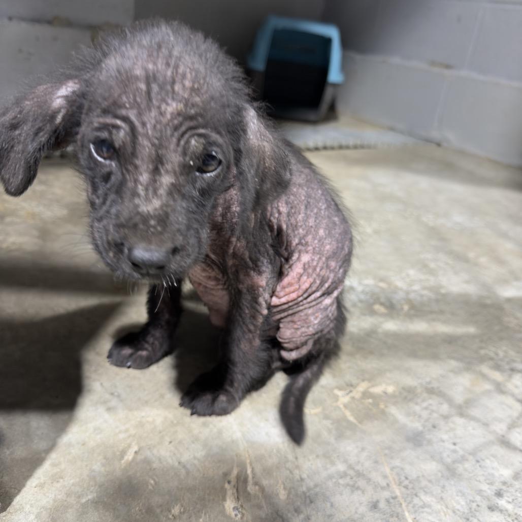 Oakley, Adoptable, Puppy Female Mixed Breed & Mixed Breed.