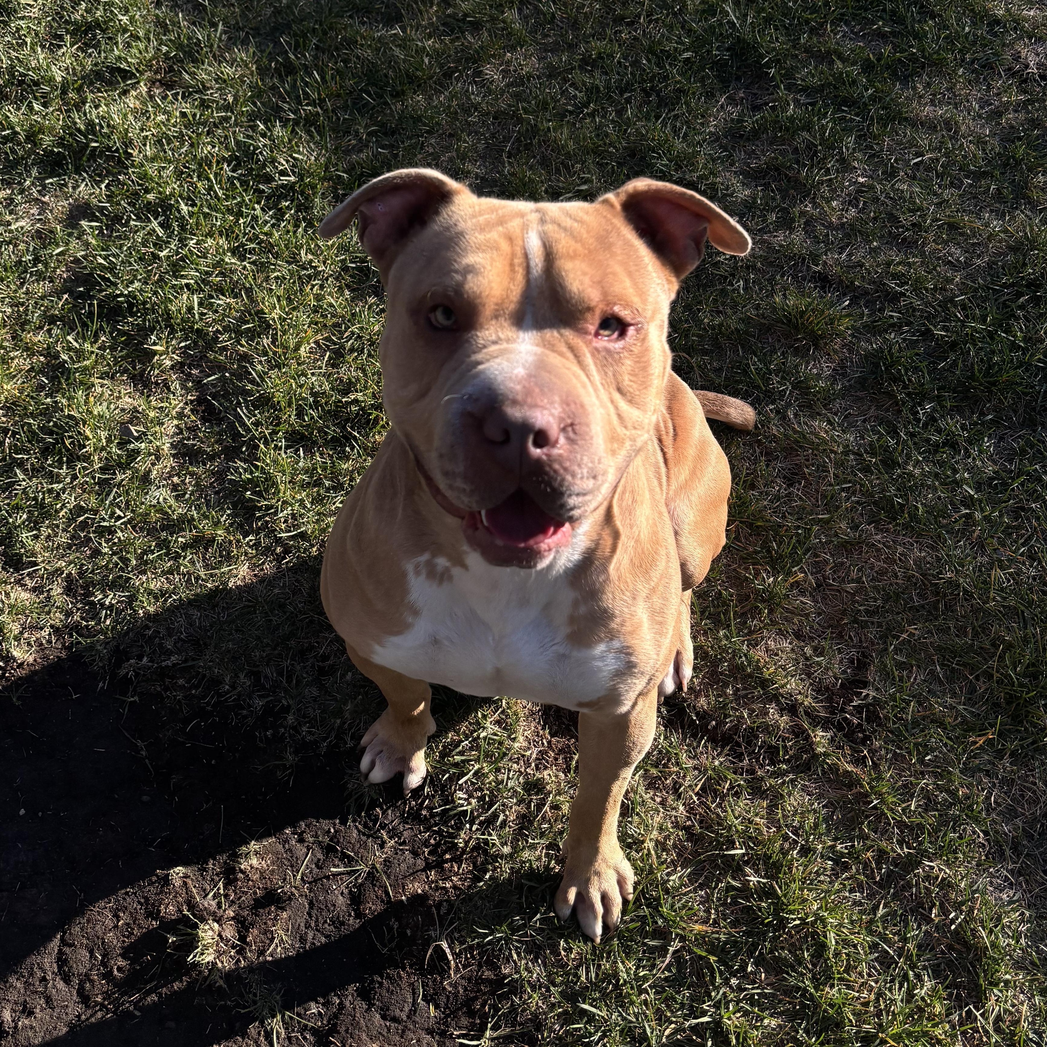 Enlarge Metro, a Adoptable mixed breed in Kankakee, IL image 2/2