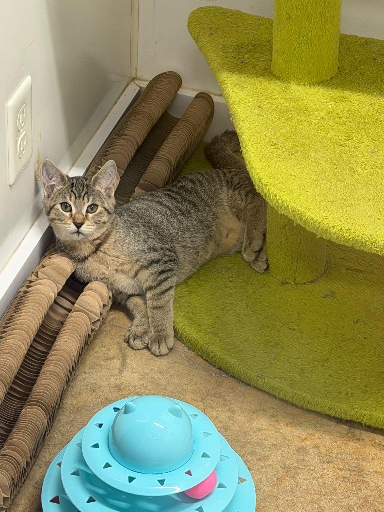 Miss Wobbles, Adoptable, Kitten Female Domestic Short Hair.