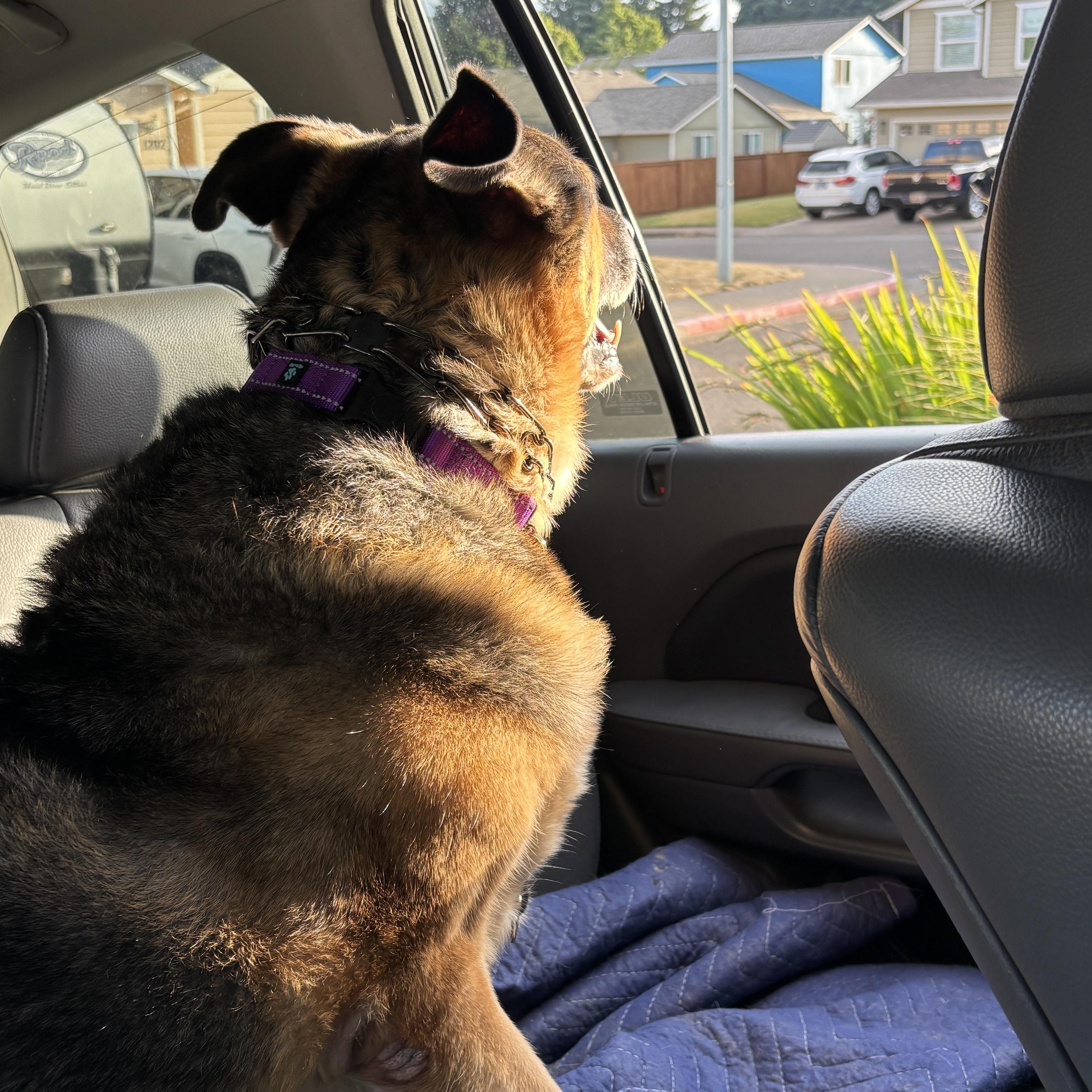 Milo, an adoptable German Shepherd Dog in Silverton, OR, 97381 | Photo Image 5