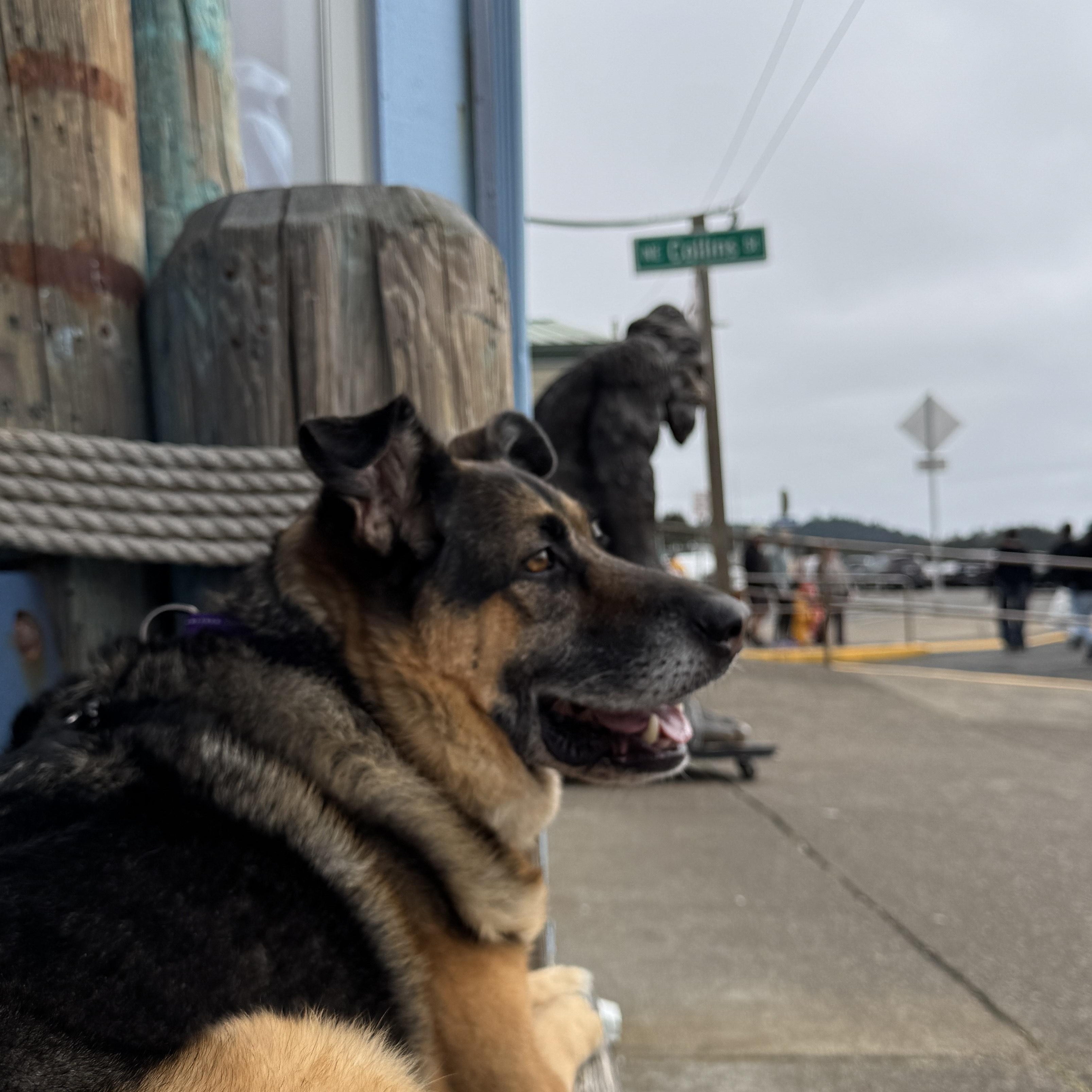 Milo, an adoptable German Shepherd Dog in Silverton, OR, 97381 | Photo Image 1