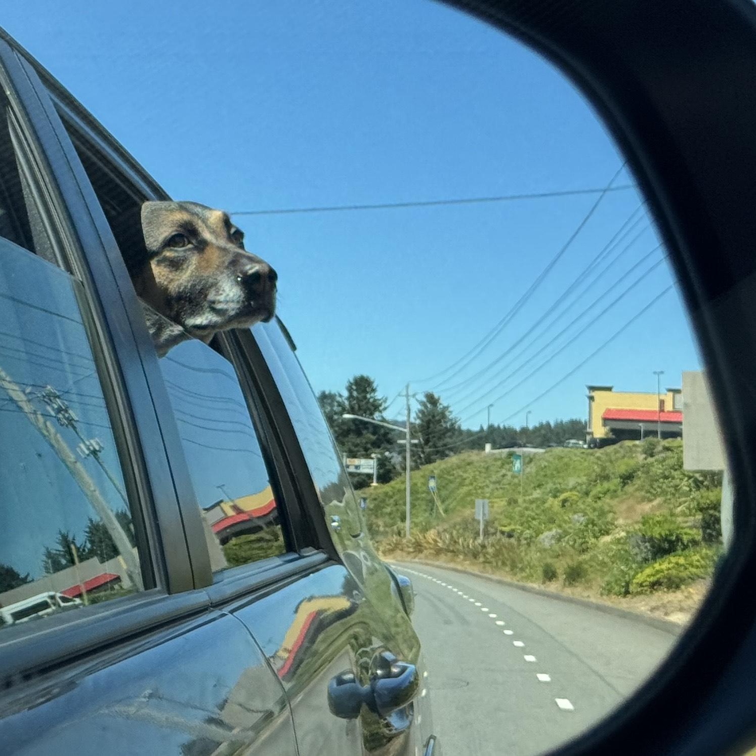 Milo, an adoptable German Shepherd Dog in Silverton, OR, 97381 | Photo Image 3