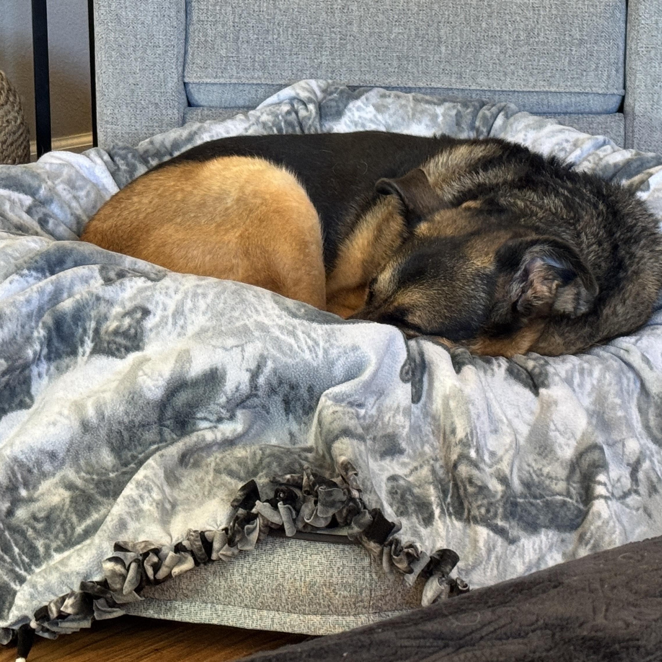 Milo, an adoptable German Shepherd Dog in Silverton, OR, 97381 | Photo Image 4