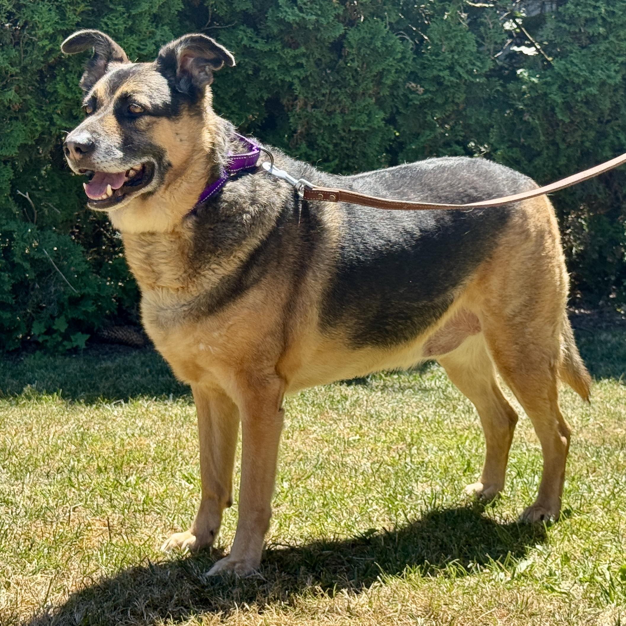 Milo, an adoptable German Shepherd Dog in Silverton, OR, 97381 | Photo Image 2