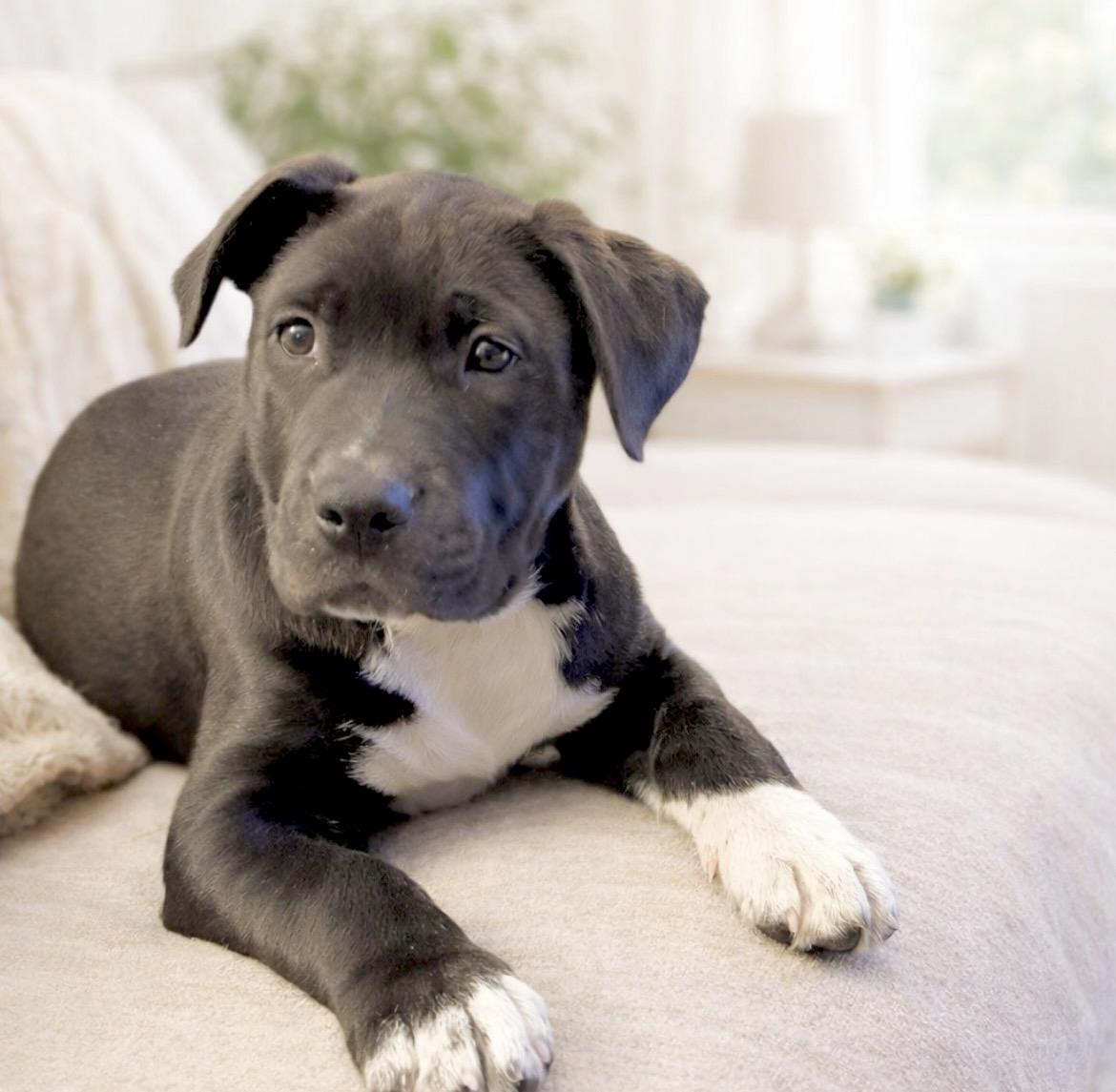 Moose, a Adoptable mixed breed in Huntingtown, MD image 6/6