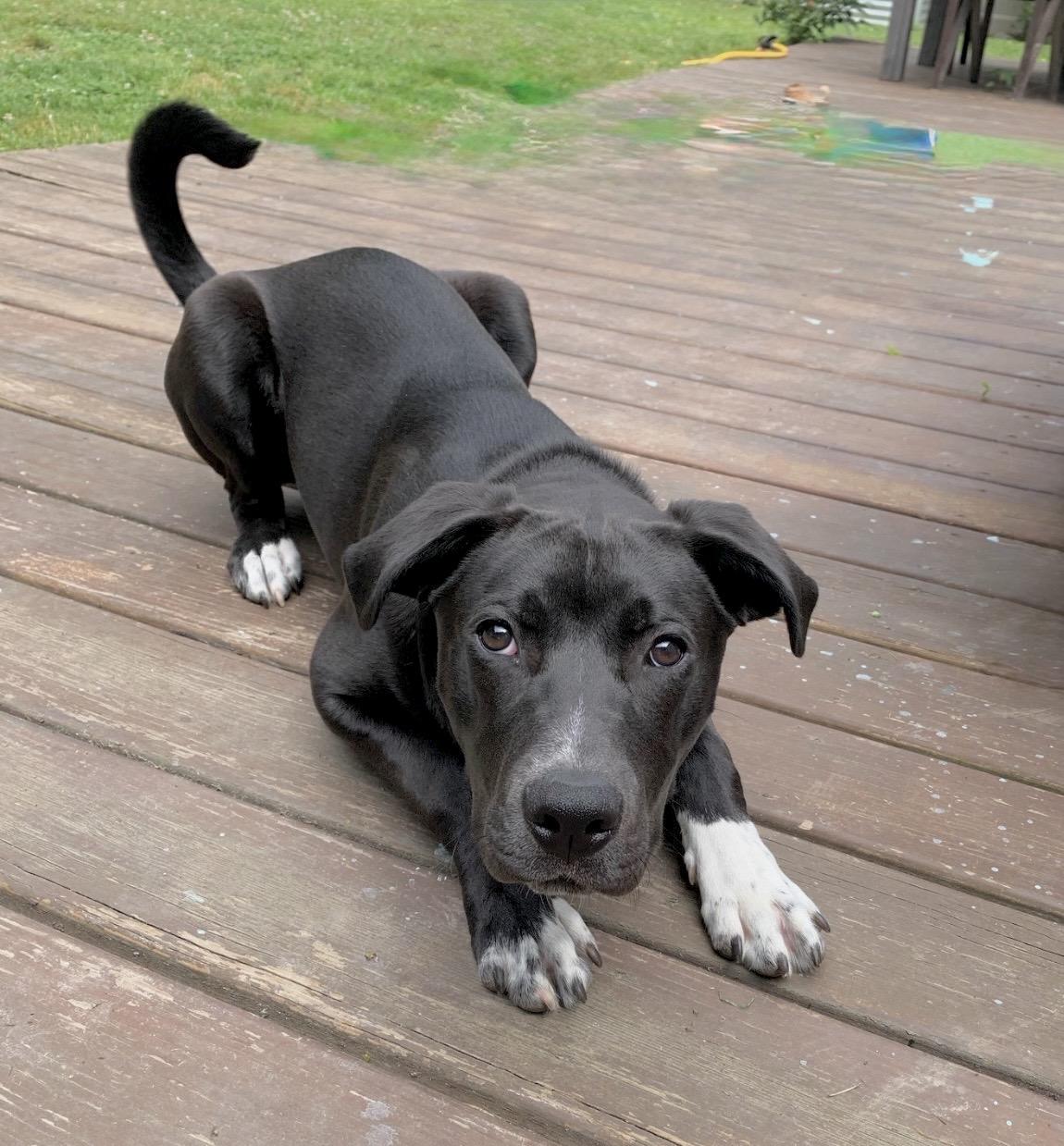 Moose, Adoptable, Puppy Male Black Labrador Retriever & Border Collie.