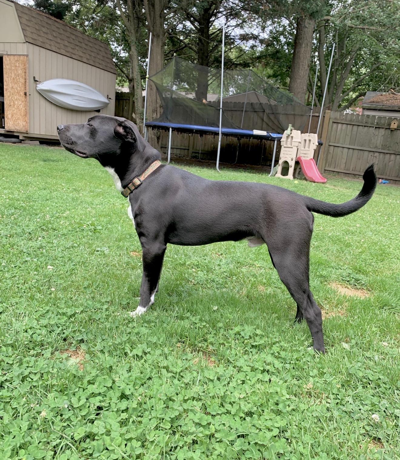 Moose, a Adoptable mixed breed in Huntingtown, MD image 2/6