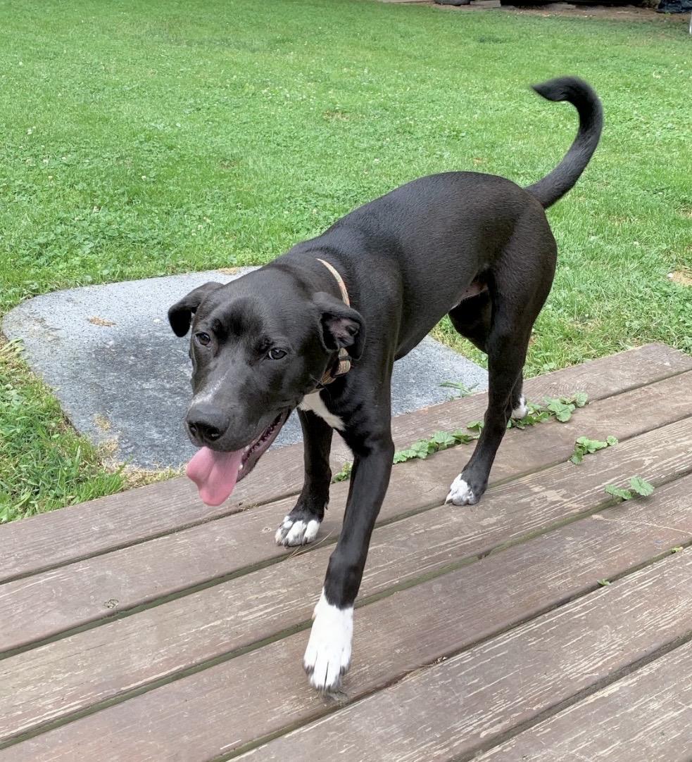 Moose, a Adoptable mixed breed in Huntingtown, MD image 5/6