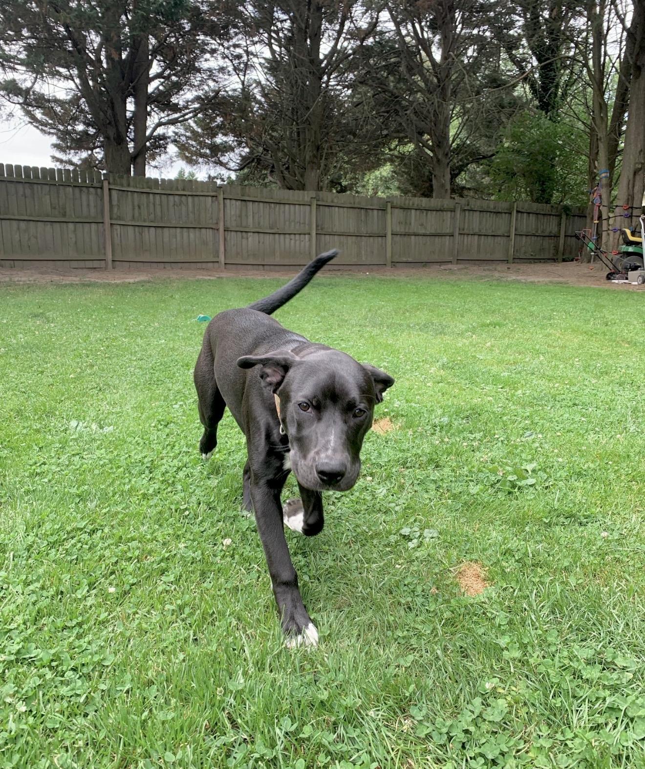 Moose, a Adoptable mixed breed in Huntingtown, MD image 3/6