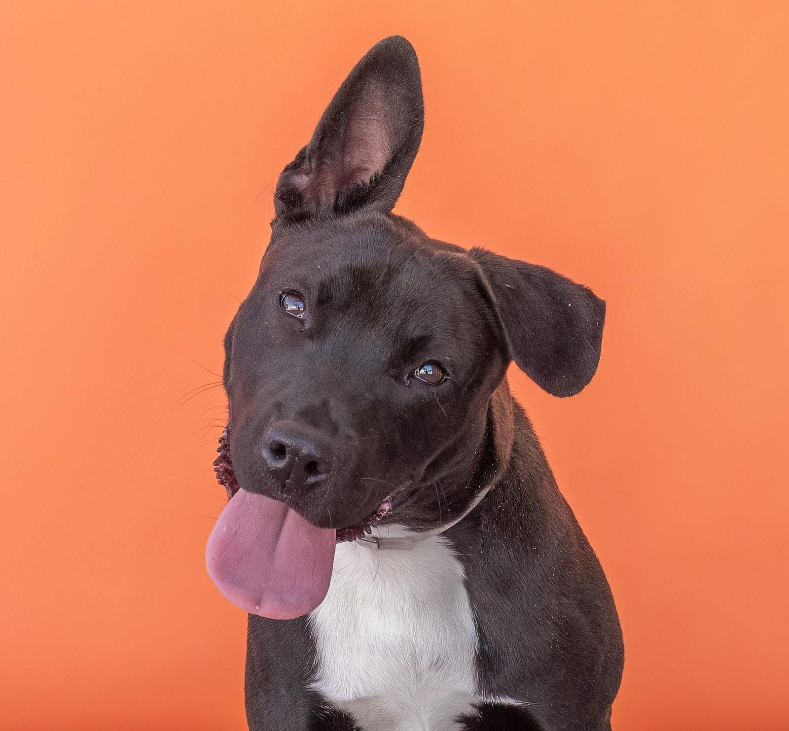 Enlarge RYAN, a Adoptable mixed breed in Pasadena, CA image 1/2