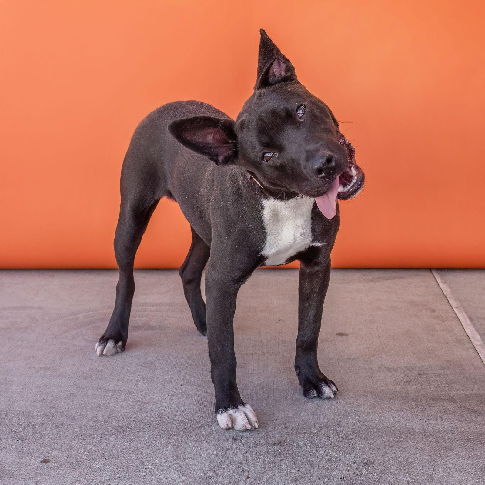 Enlarge RYAN, a Adoptable mixed breed in Pasadena, CA image 2/2