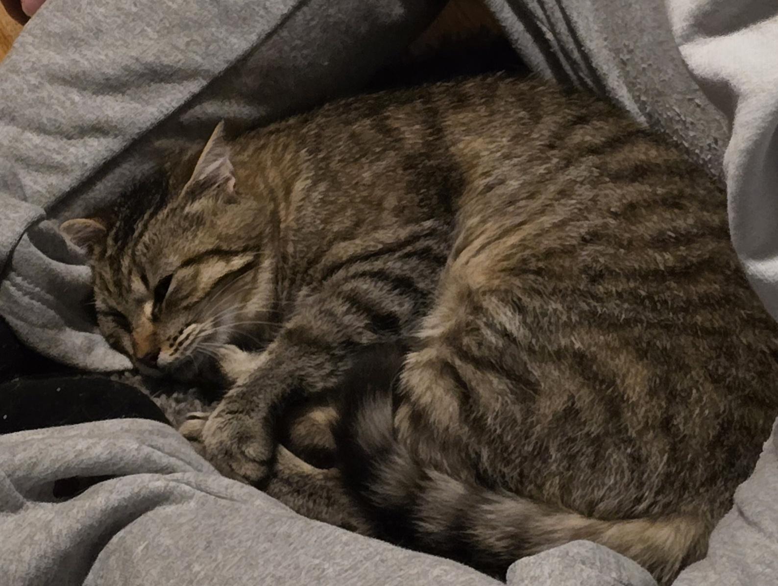 Nala