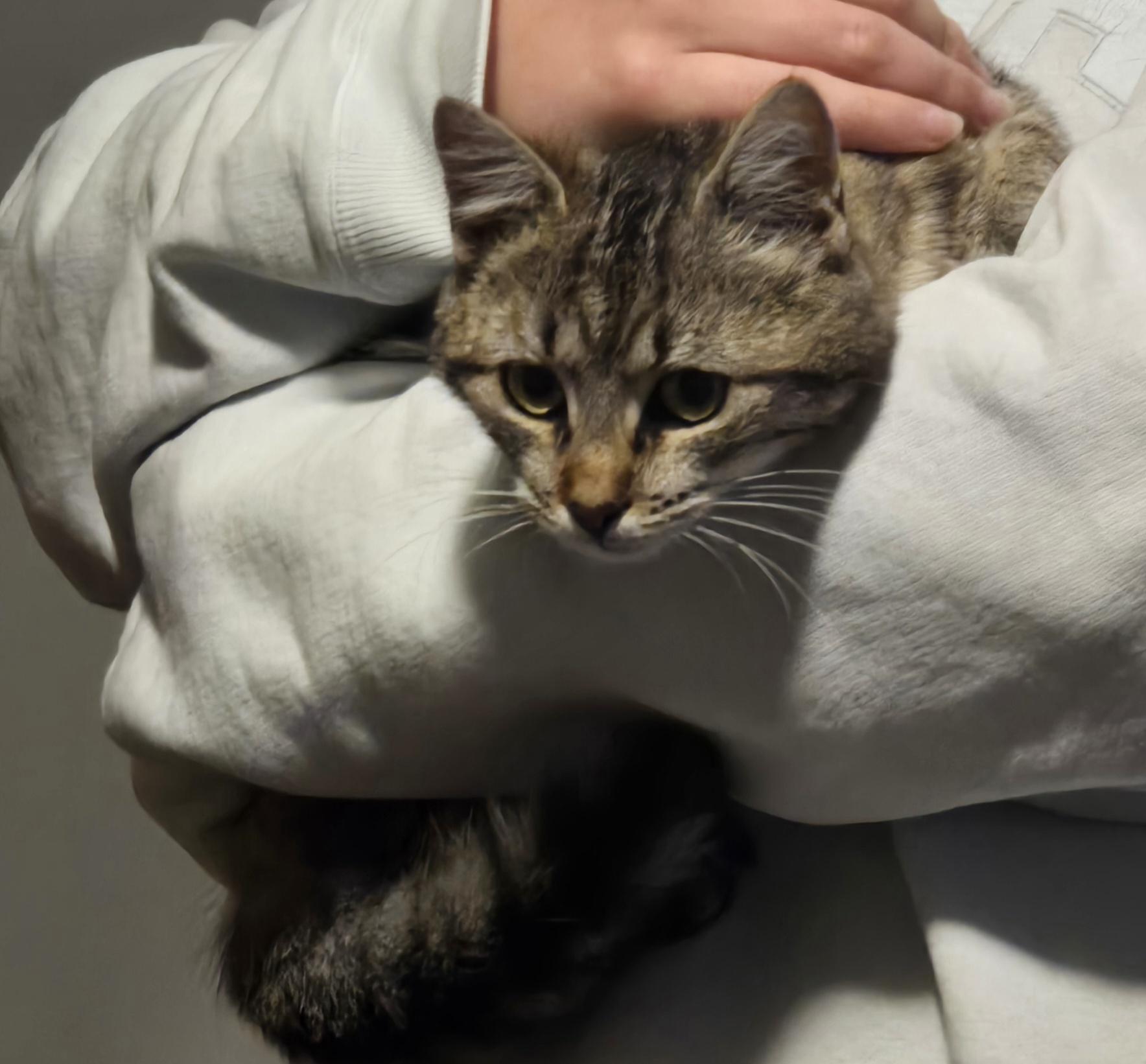 Nala