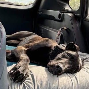 Enlarge Surprise, a Adoptable Great Dane in Mesa, AZ image 4/5