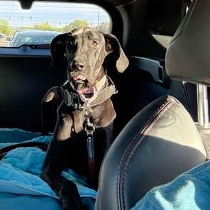 Surprise, Adoptable, Young Female Great Dane.