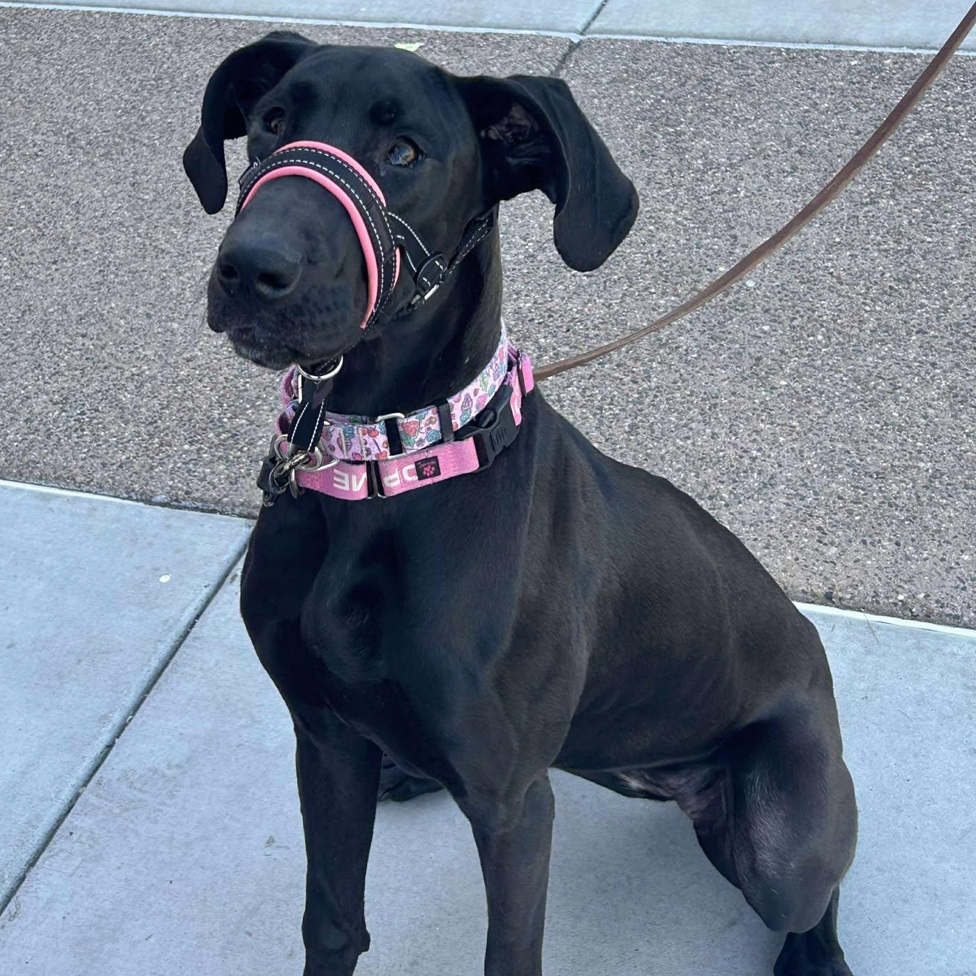 Enlarge Surprise, a Adoptable Great Dane in Mesa, AZ image 5/5