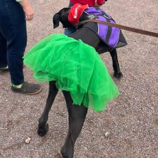 Enlarge Surprise, a Adoptable Great Dane in Mesa, AZ image 2/5