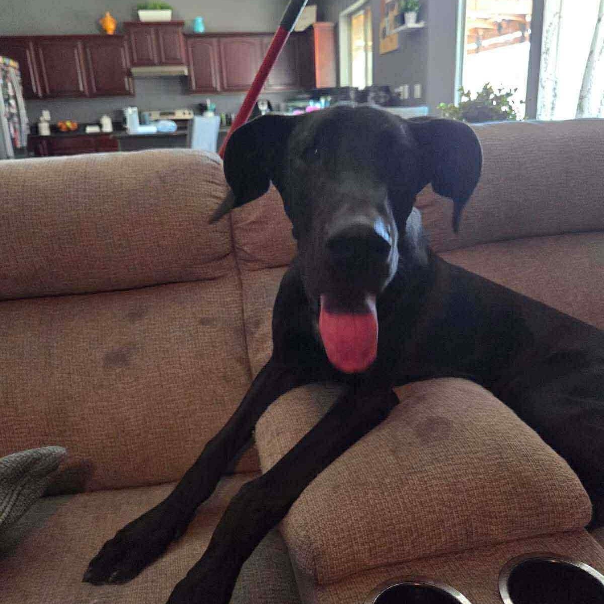 Enlarge Surprise, a Adoptable Great Dane in Mesa, AZ image 3/5