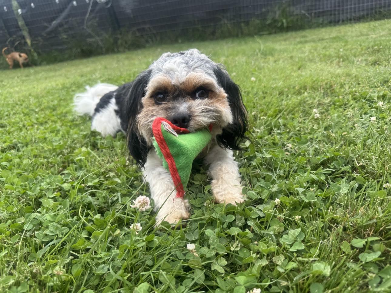 Niko - CavaTzu, Young Male Cavalier King Charles Spaniel