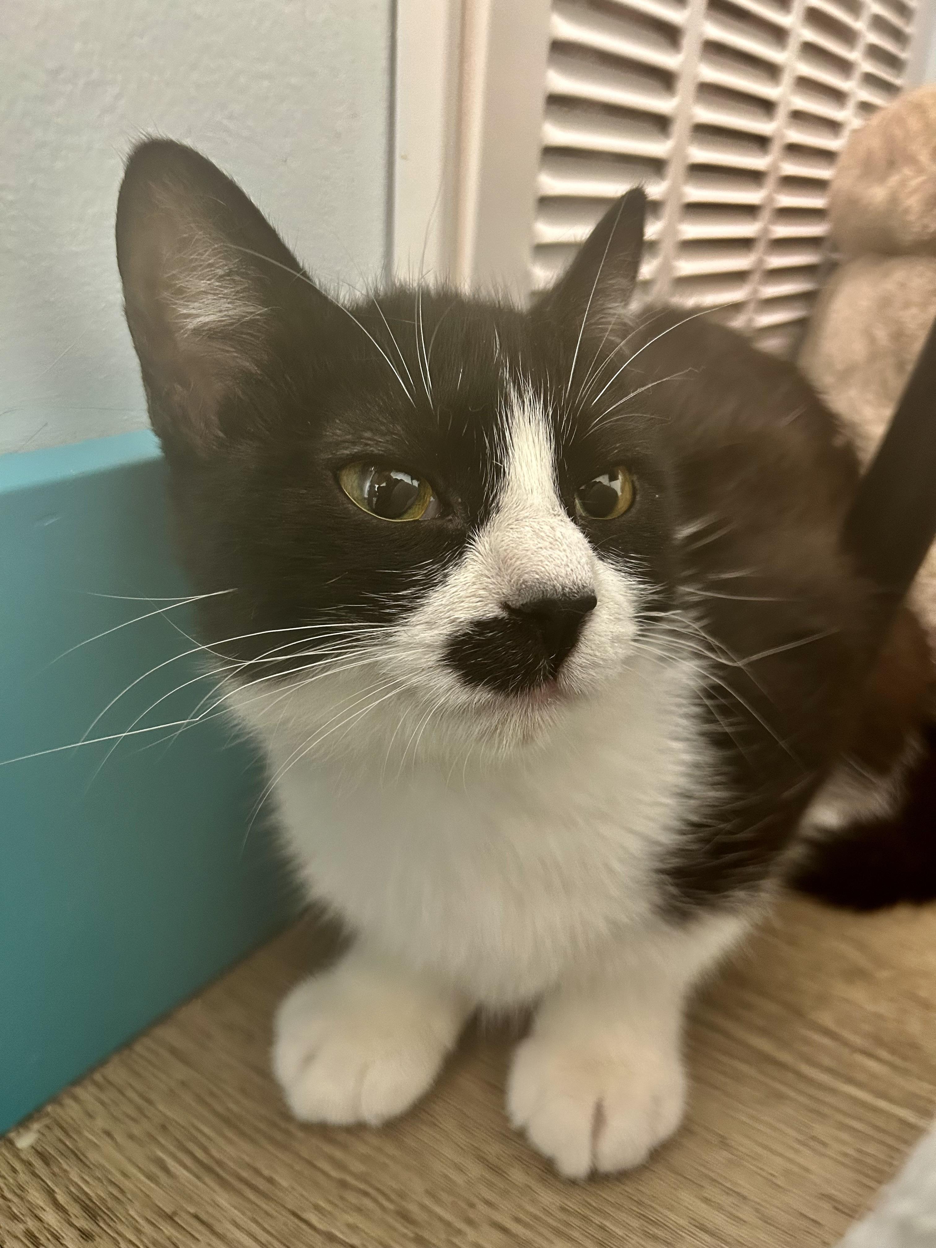 Enlarge Endora, a ADOPTABLE Tuxedo in Grand Rapids, MI image 6/6
