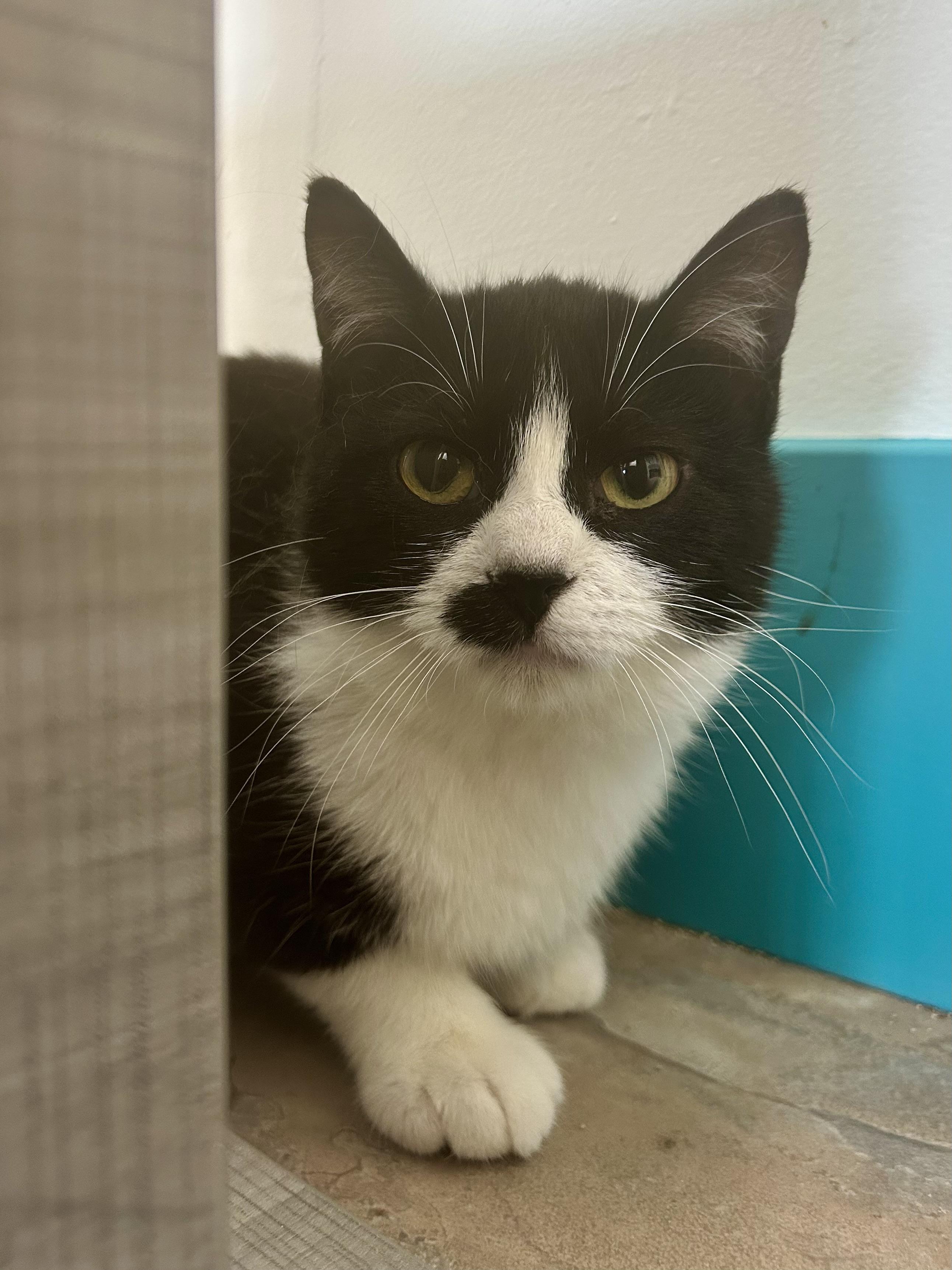 Enlarge Endora, a ADOPTABLE Tuxedo in Grand Rapids, MI image 2/6