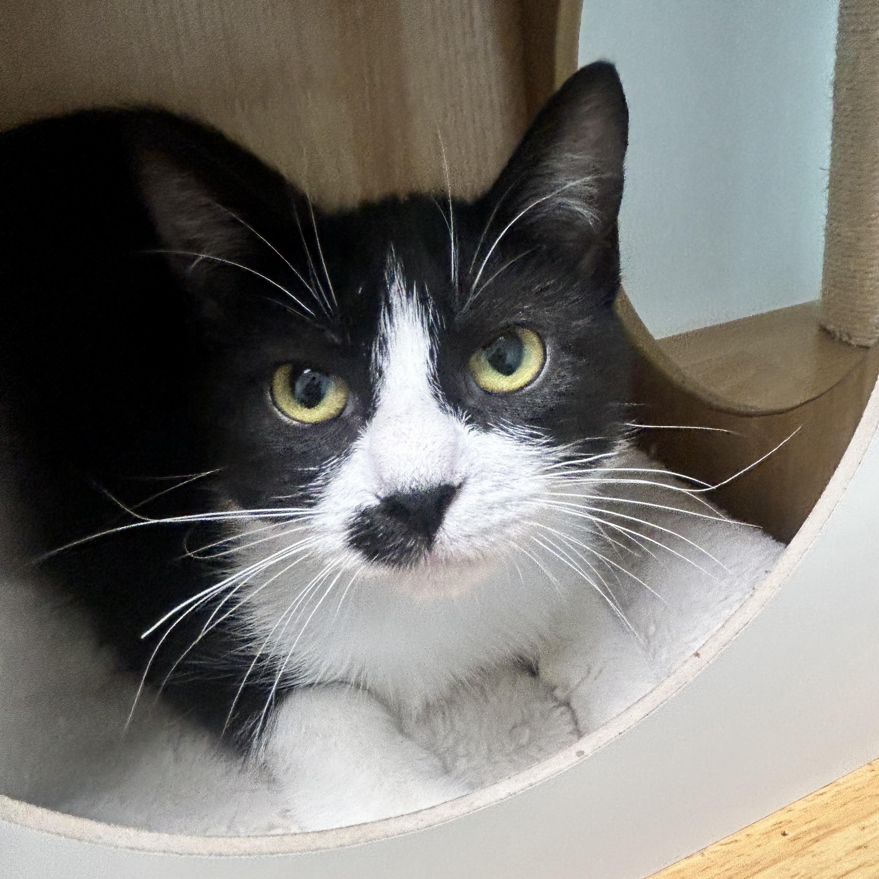 Enlarge Endora, a ADOPTABLE Tuxedo in Grand Rapids, MI image 2/6