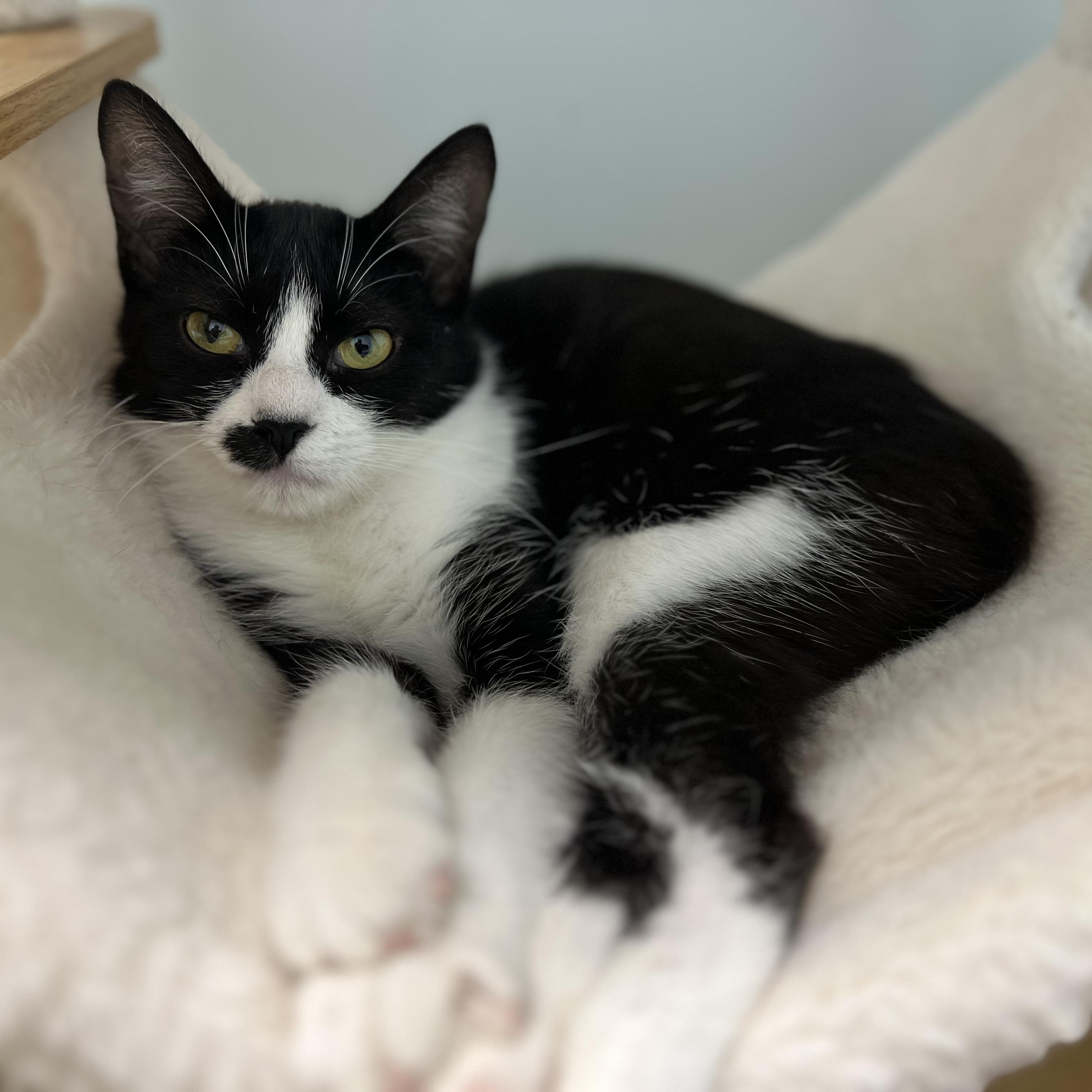 Endora, ADOPTABLE, Kitten Female Tuxedo.