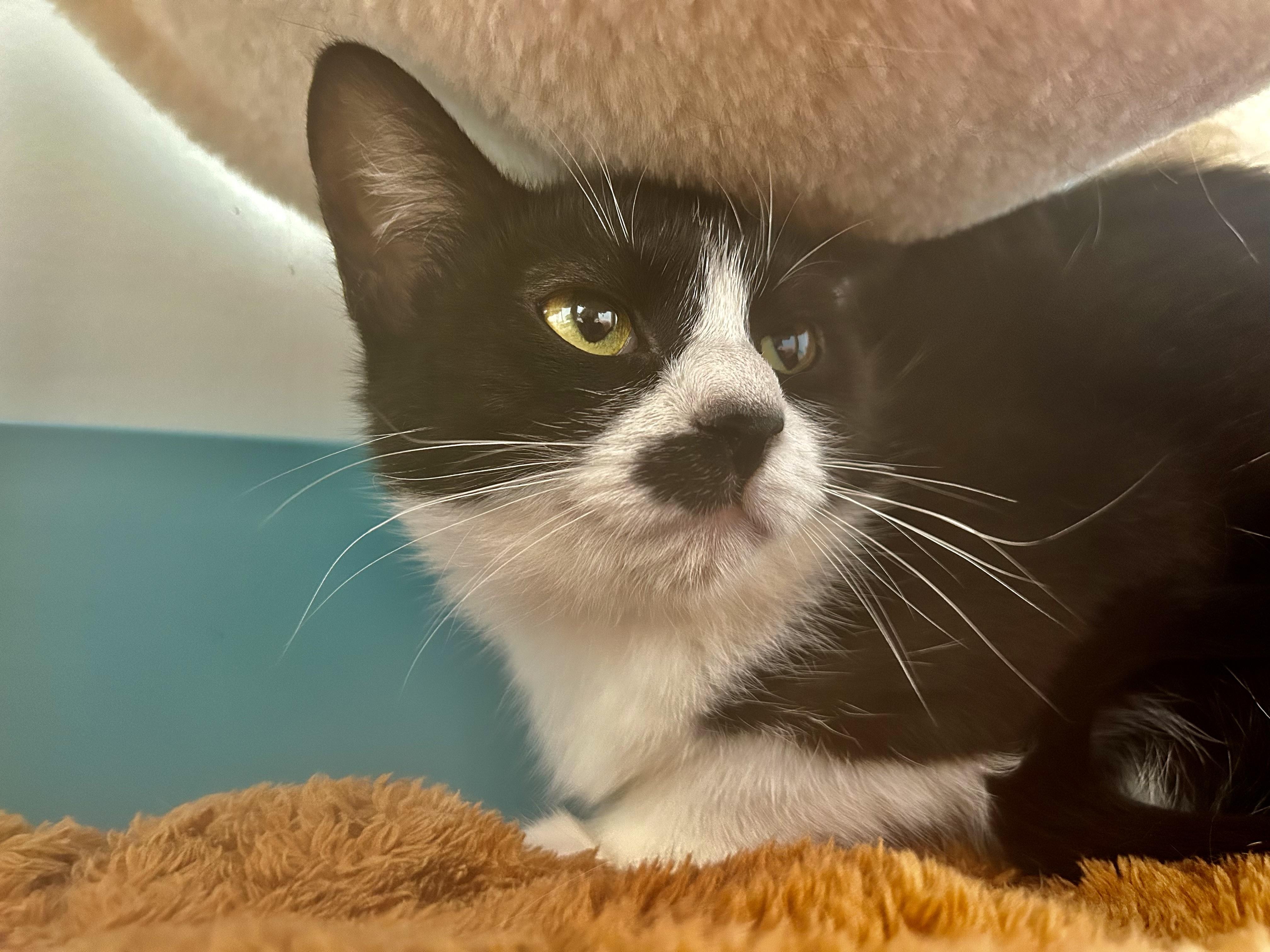 Enlarge Endora, a ADOPTABLE Tuxedo in Grand Rapids, MI image 5/6
