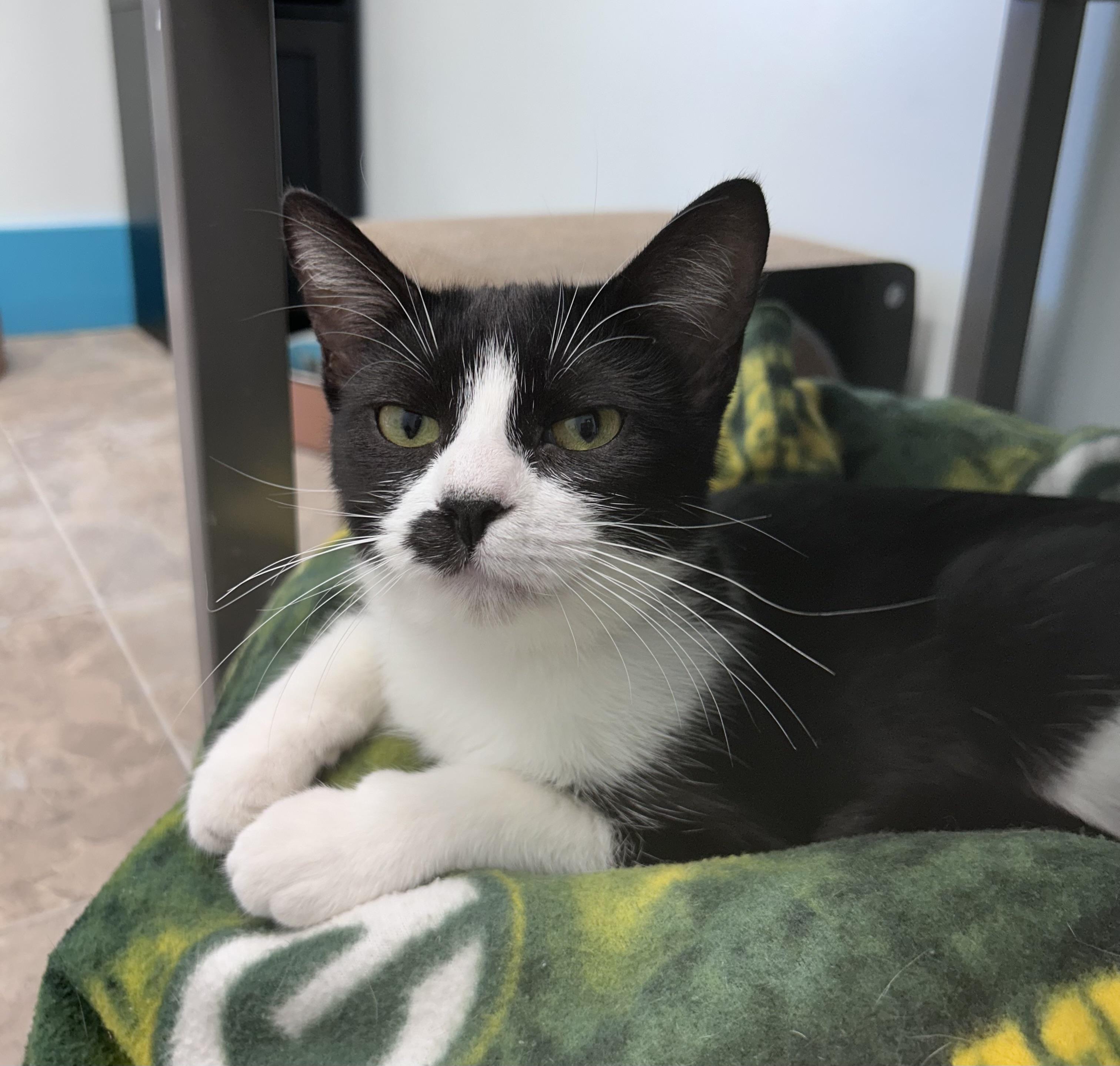 Enlarge Endora - ADOPTION PENDING, a ADOPTABLE Tuxedo in Grand Rapids, MI image 2/6