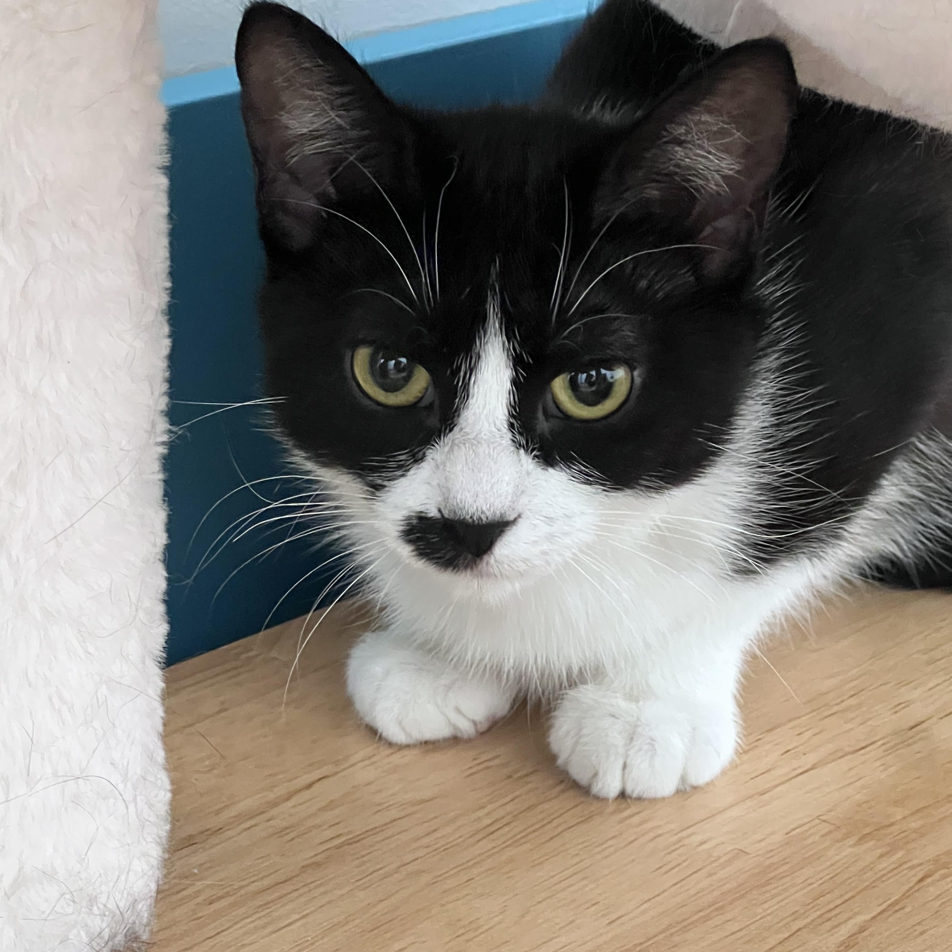 Enlarge Endora, a ADOPTABLE Tuxedo in Grand Rapids, MI image 3/6
