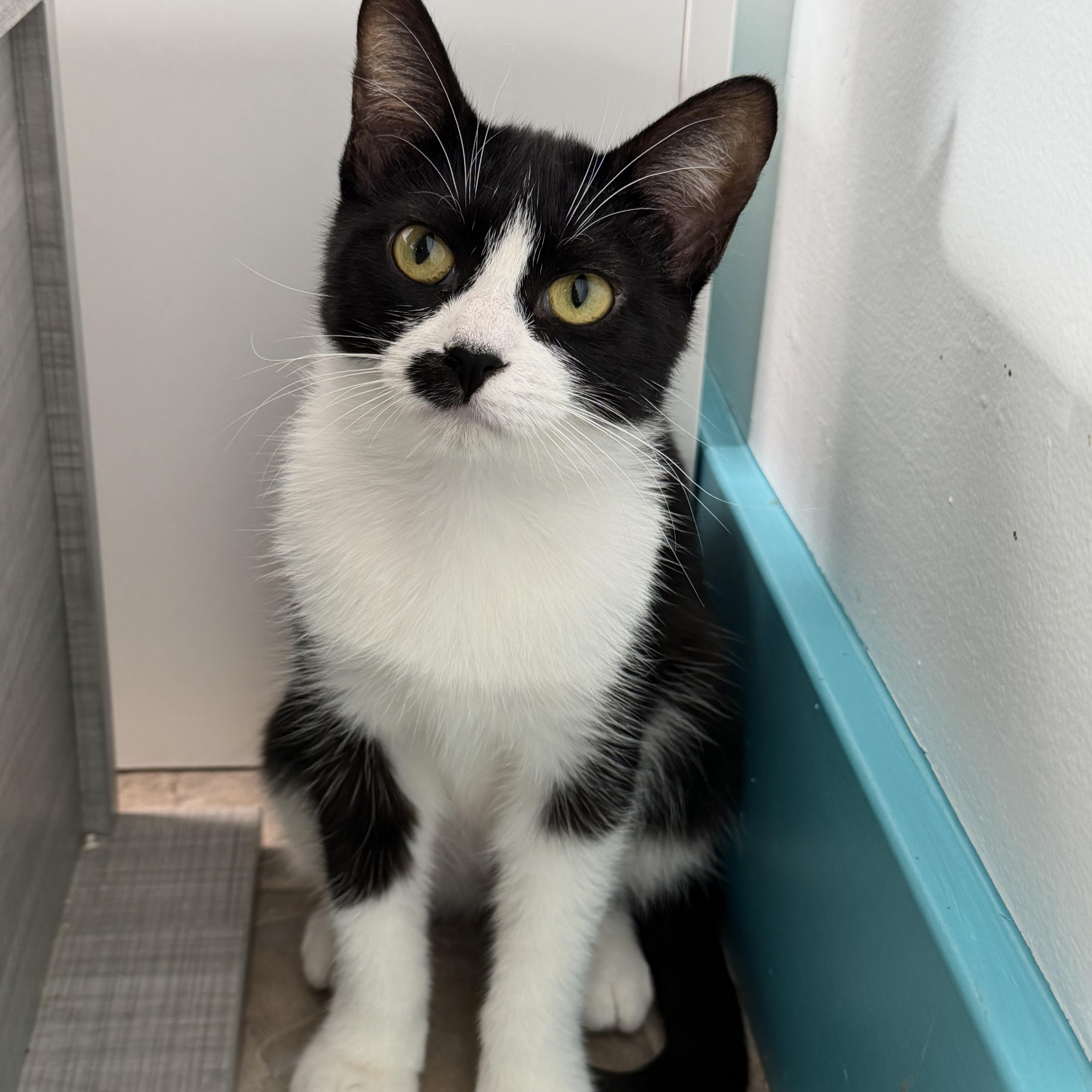 Enlarge Endora, a ADOPTABLE Tuxedo in Grand Rapids, MI image 4/6