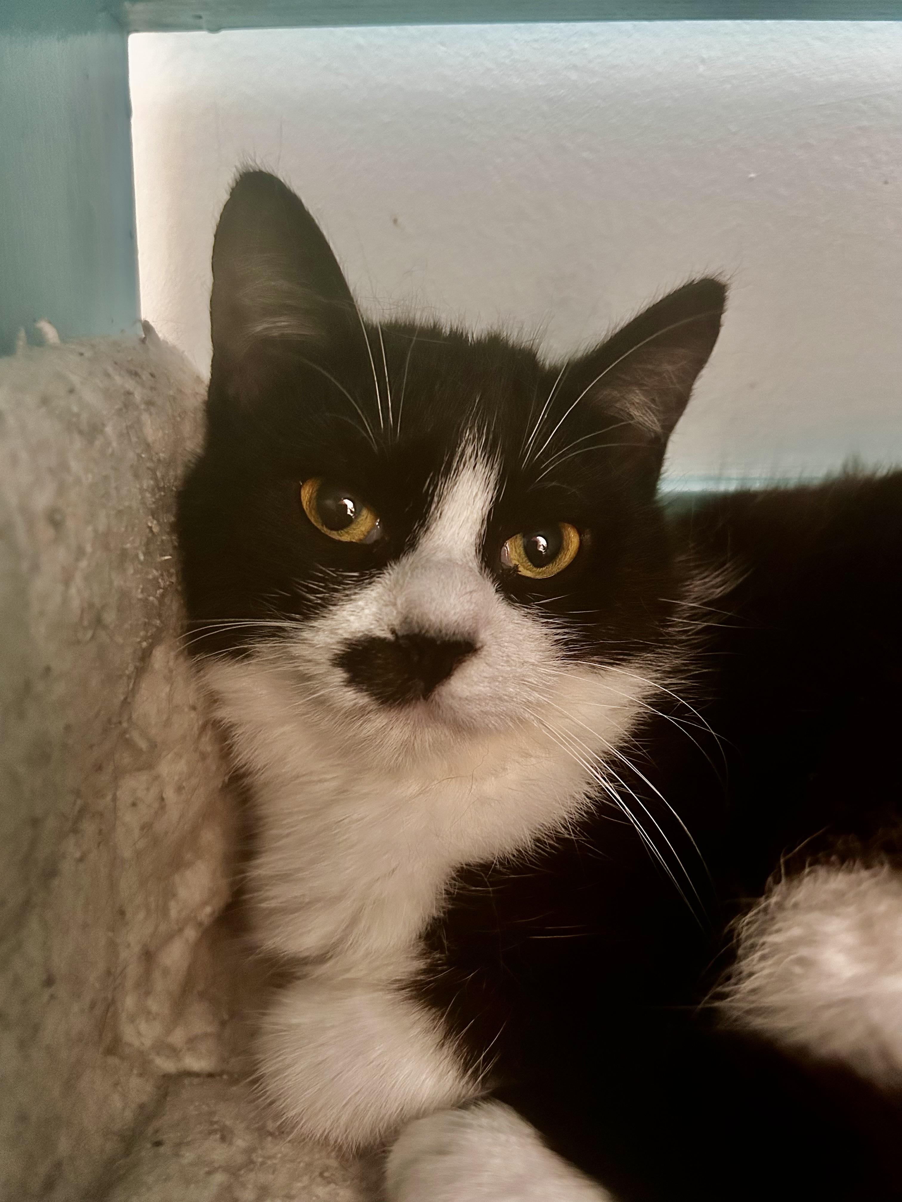 Enlarge Endora, a ADOPTABLE Tuxedo in Grand Rapids, MI image 4/6