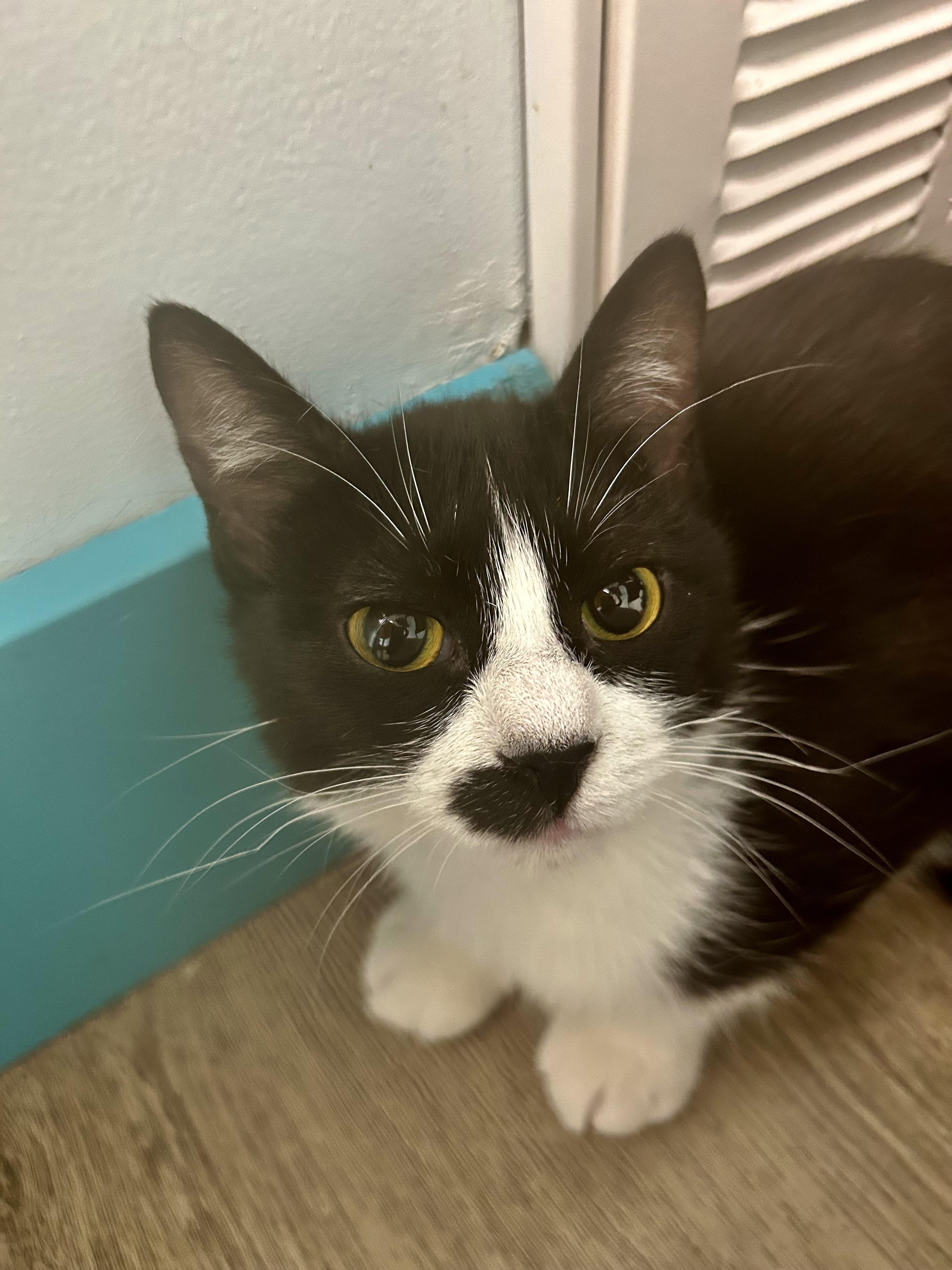 Endora, ADOPTABLE, Kitten Female Tuxedo.