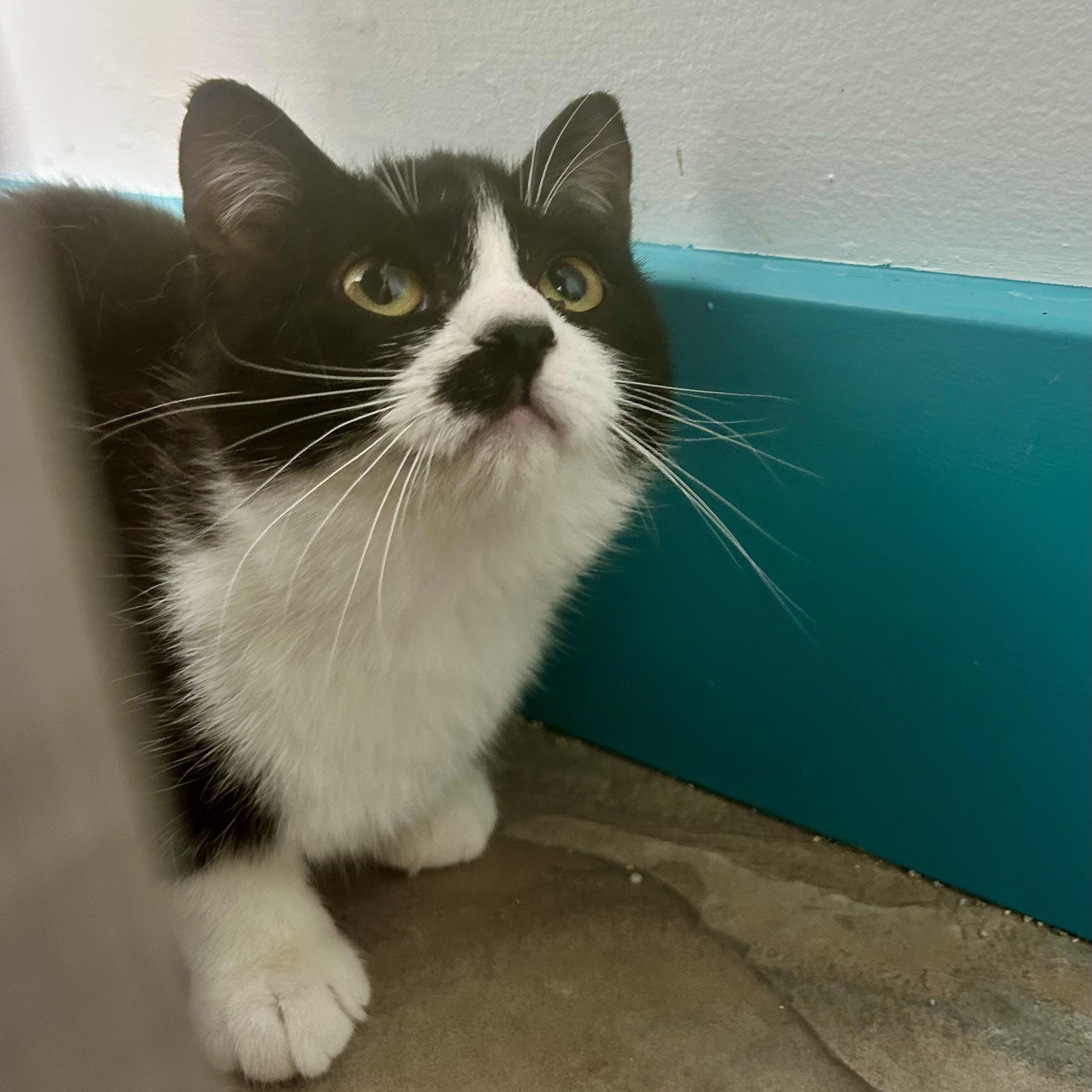 Enlarge Endora, a ADOPTABLE Tuxedo in Grand Rapids, MI image 5/6