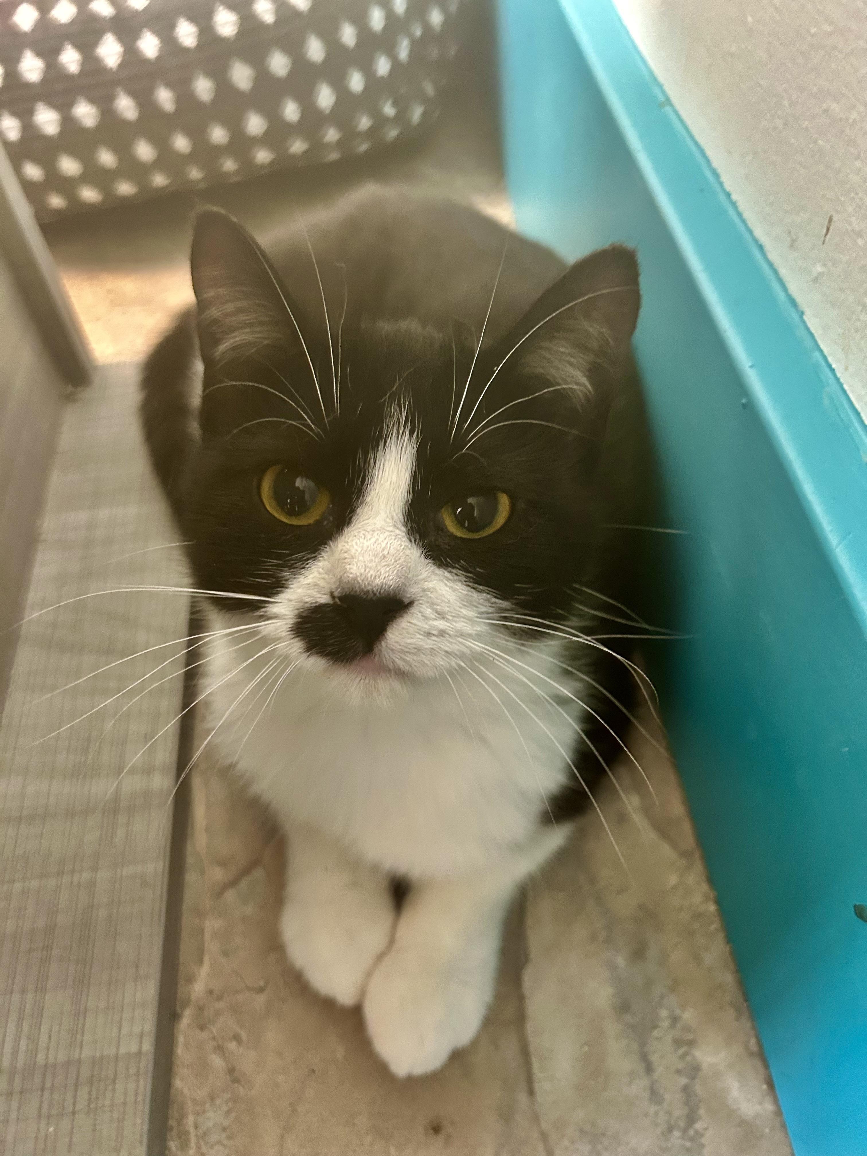 Endora, ADOPTABLE, Kitten Female Tuxedo.