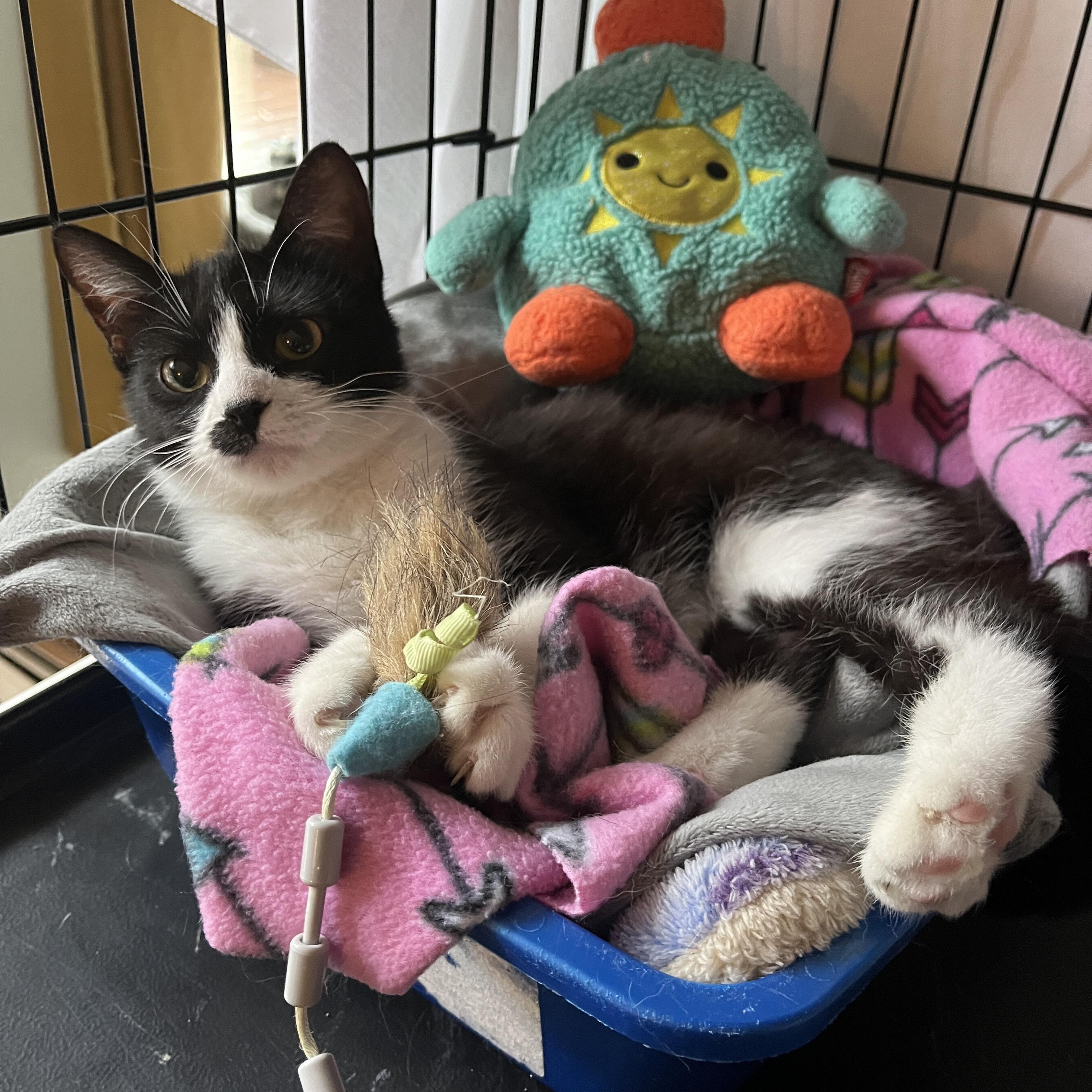 Enlarge Endora, a ADOPTABLE Tuxedo in Grand Rapids, MI image 4/6