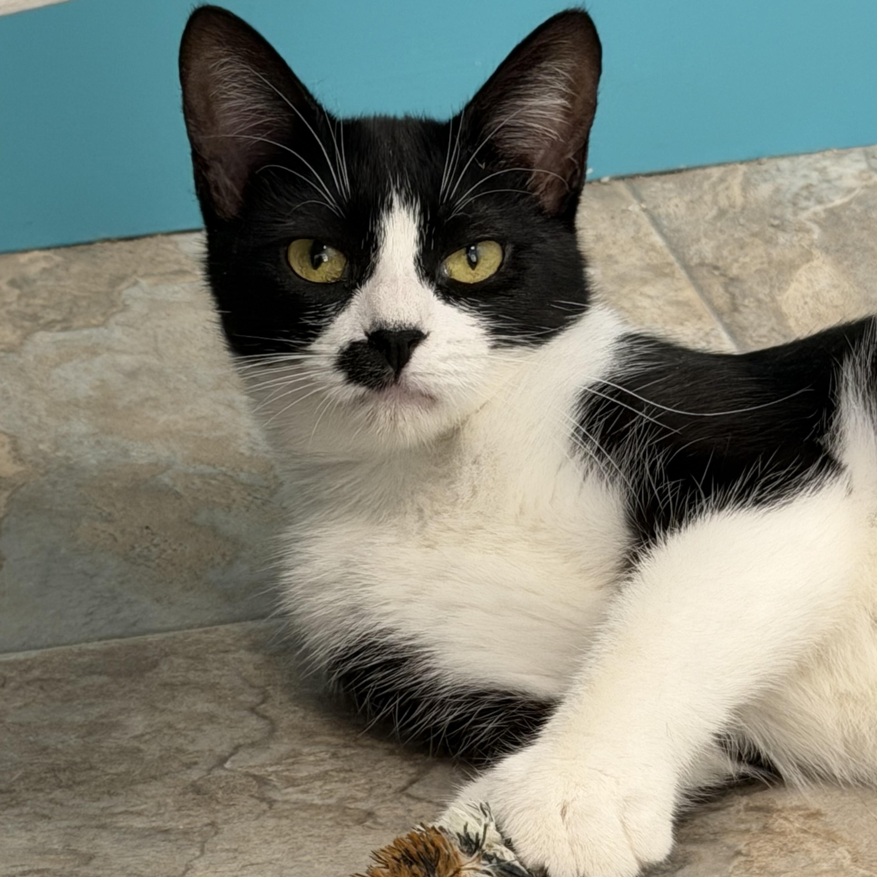 Enlarge Endora, a ADOPTABLE Tuxedo in Grand Rapids, MI image 5/6