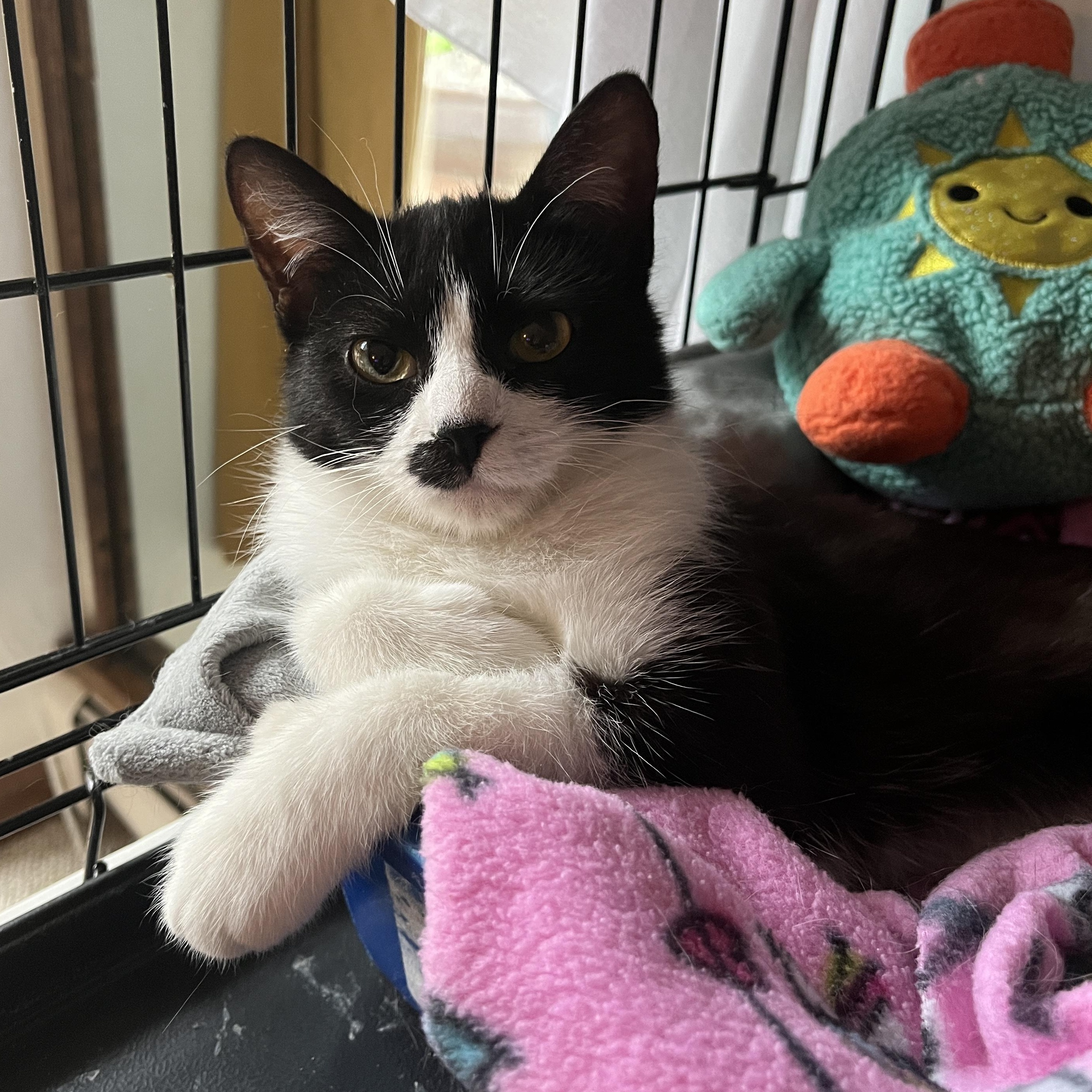 Enlarge Endora, a ADOPTABLE Tuxedo in Grand Rapids, MI image 2/6