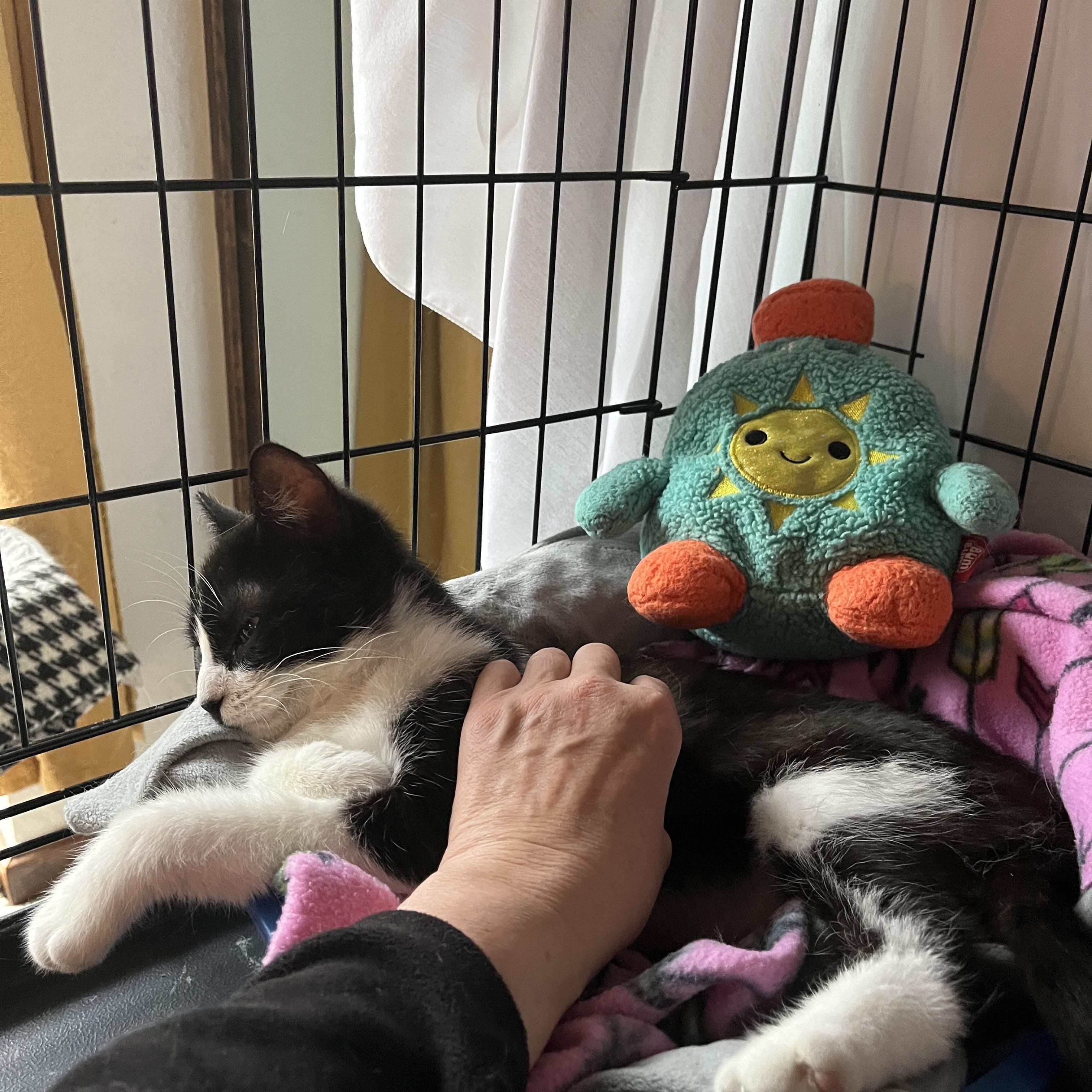 Enlarge Endora, a ADOPTABLE Tuxedo in Grand Rapids, MI image 3/6