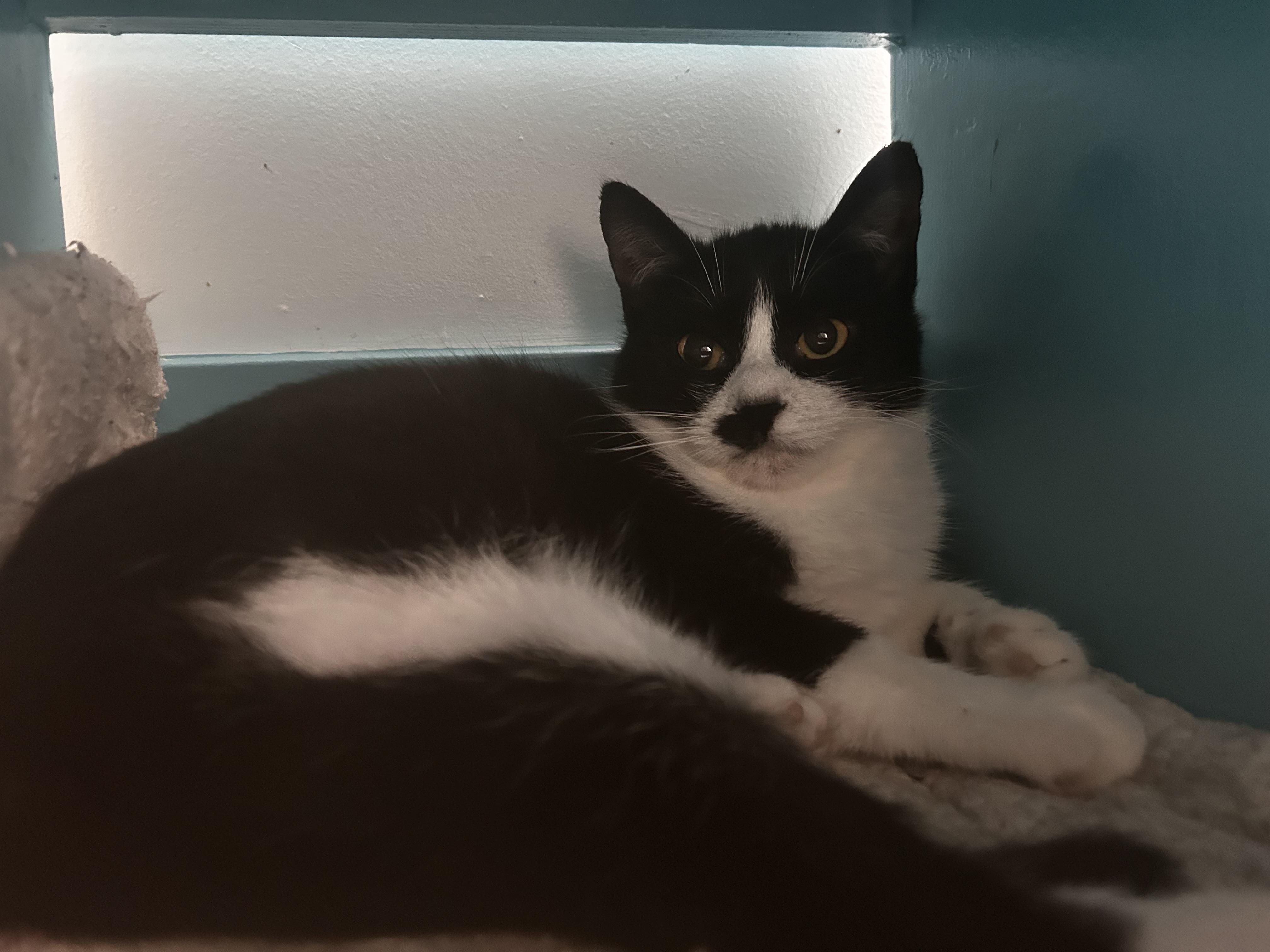 Enlarge Endora, a ADOPTABLE Tuxedo in Grand Rapids, MI image 6/6
