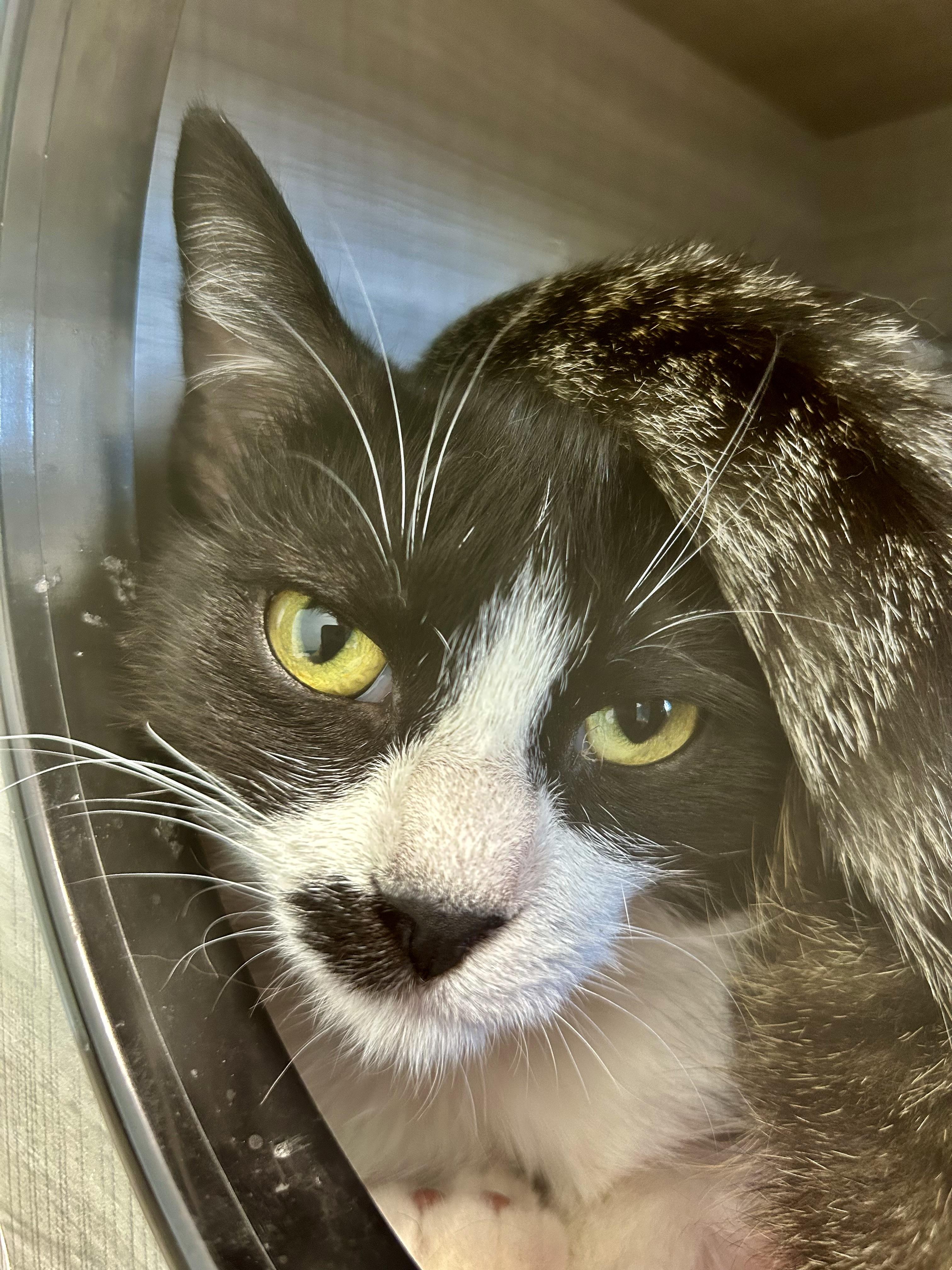Enlarge Endora, a ADOPTABLE Tuxedo in Grand Rapids, MI image 6/6