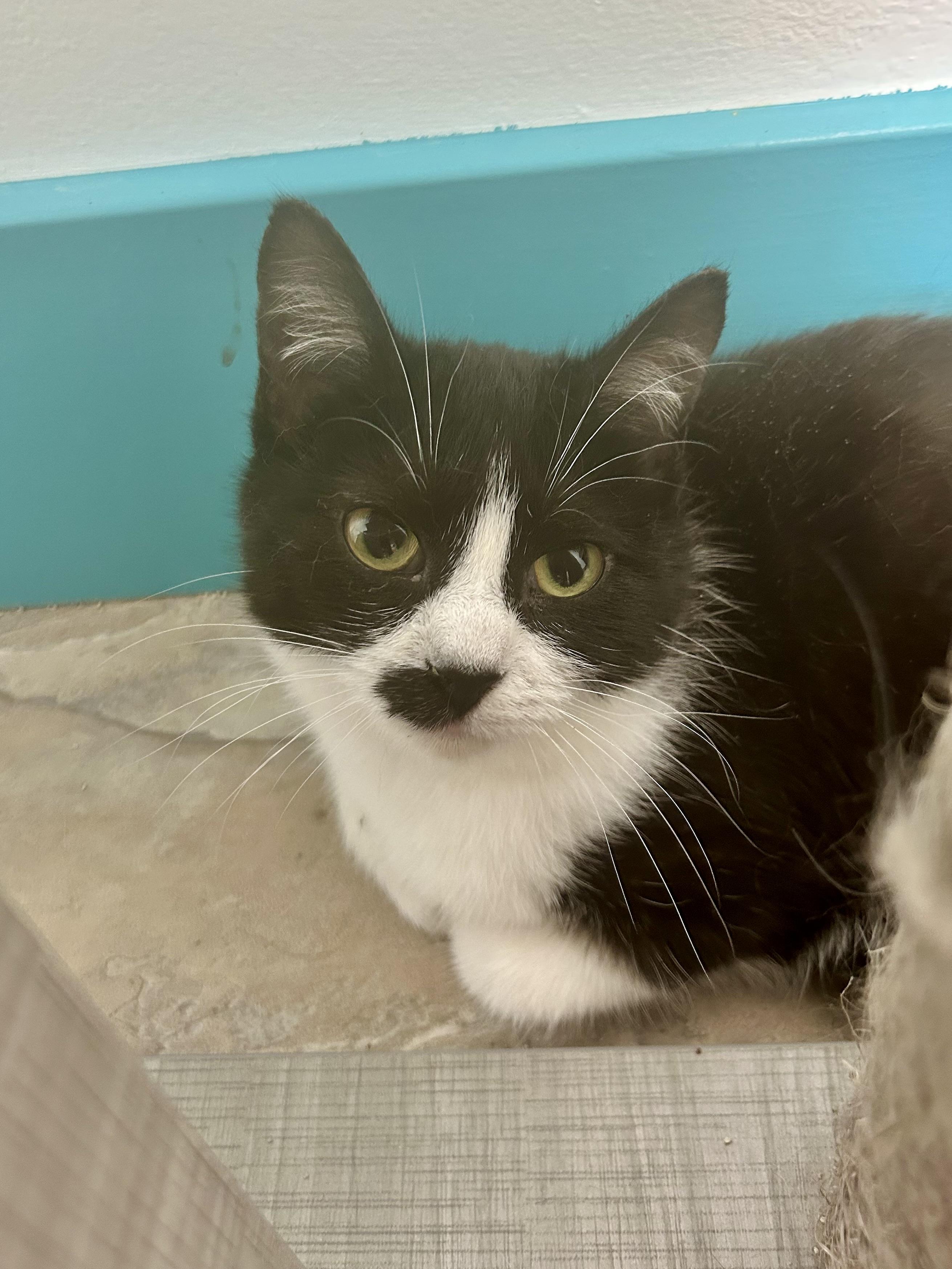 Enlarge Endora, a ADOPTABLE Tuxedo in Grand Rapids, MI image 3/6