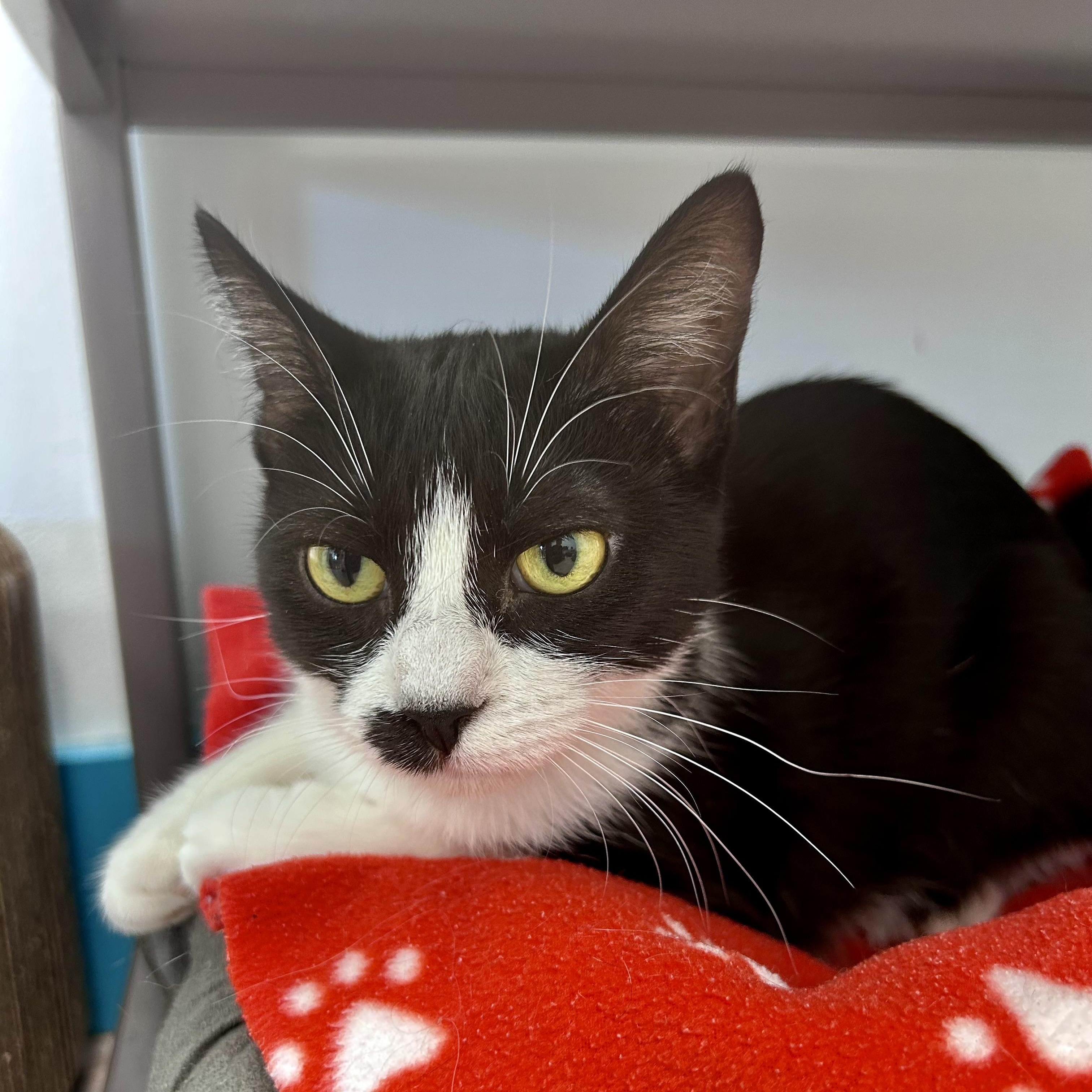 Enlarge Endora - ADOPTION PENDING, a ADOPTABLE Tuxedo in Grand Rapids, MI image 1/6