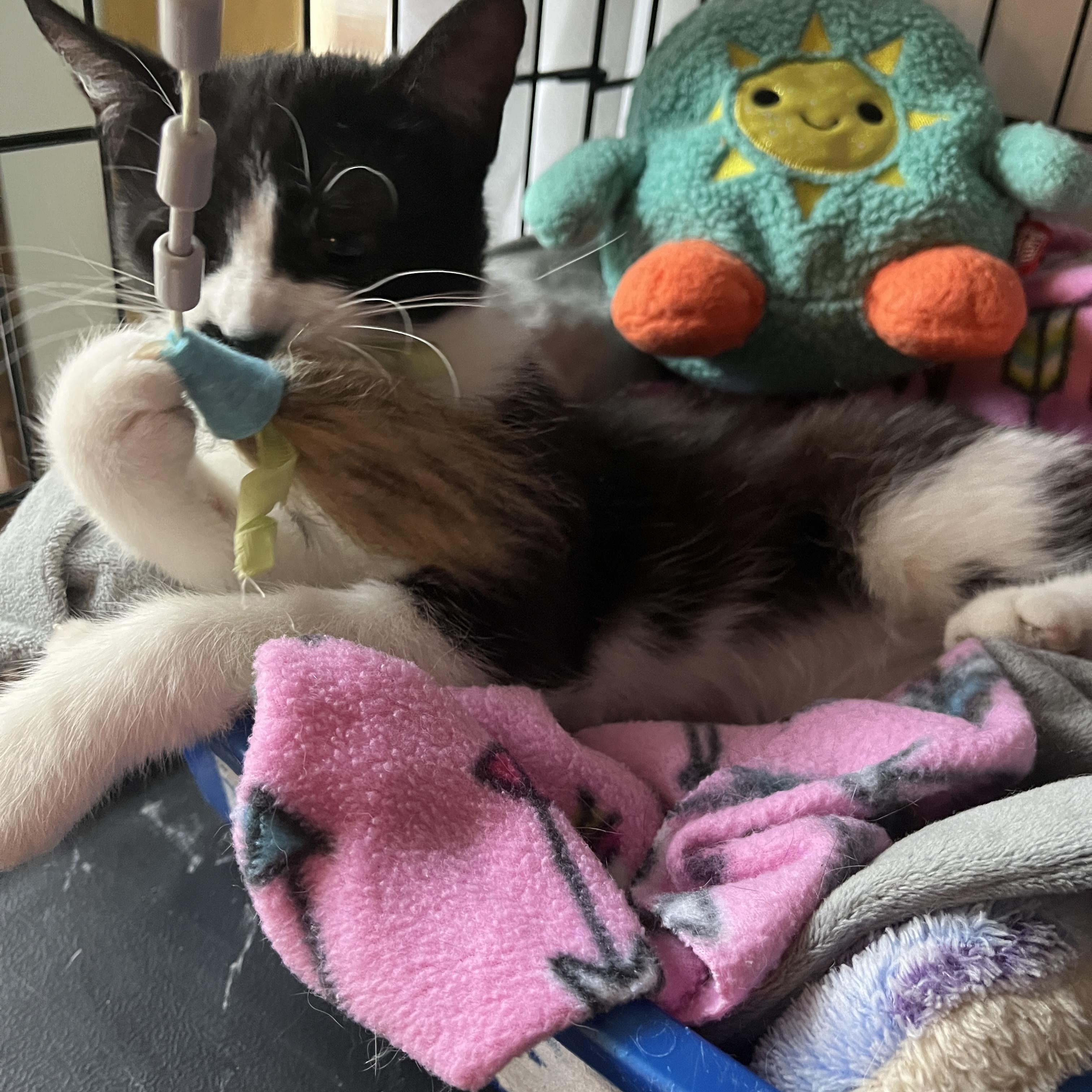 Enlarge Endora, a ADOPTABLE Tuxedo in Grand Rapids, MI image 5/6