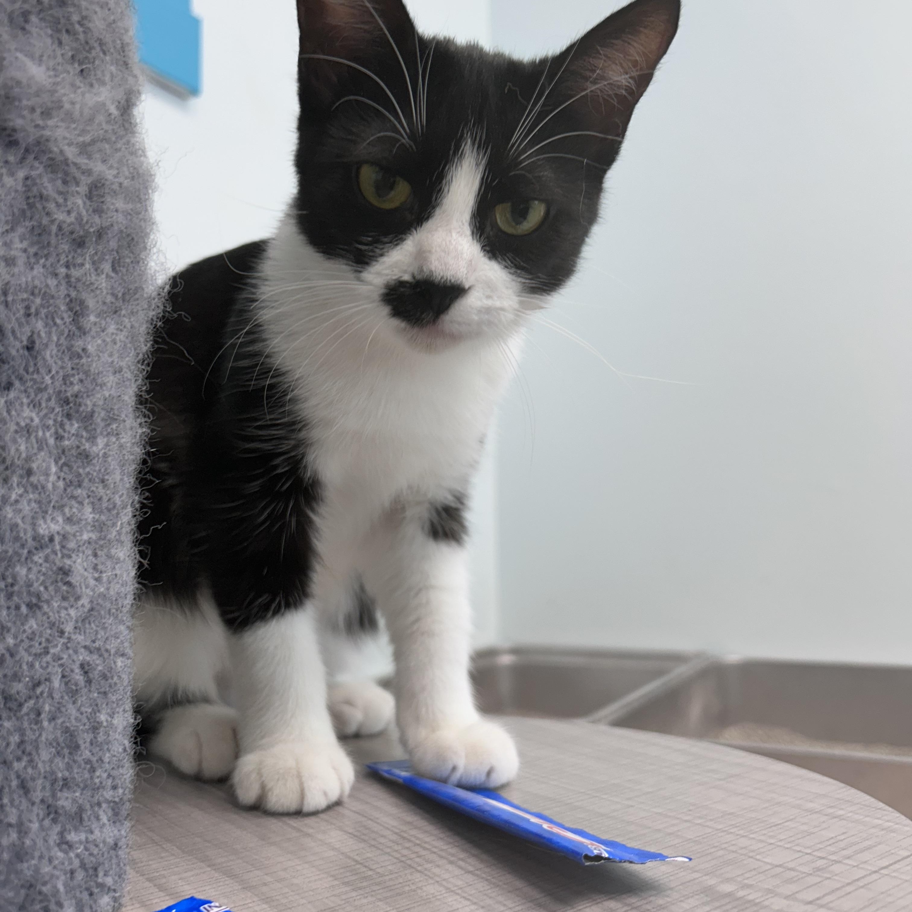 Enlarge Endora, a ADOPTABLE Tuxedo in Grand Rapids, MI image 6/6