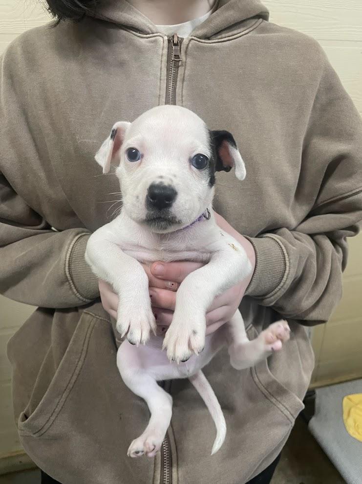 Enlarge Jingle, an adopted mixed breed in Ruston, LA image 1/2